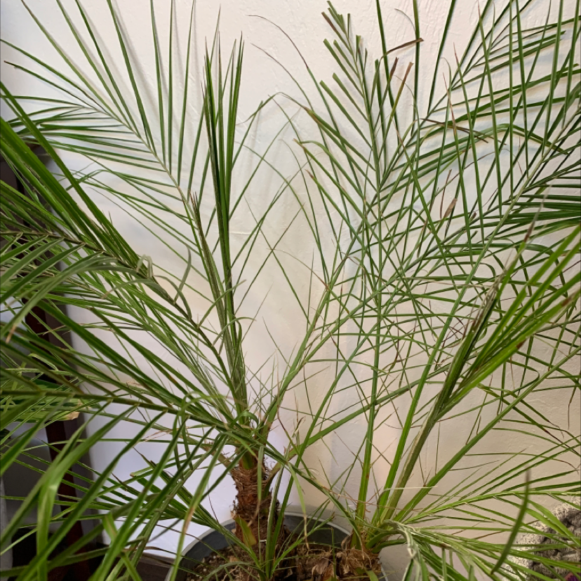 Close-up of a healthy Pygmy Date Palm with lush green fronds, well-framed against a white background.