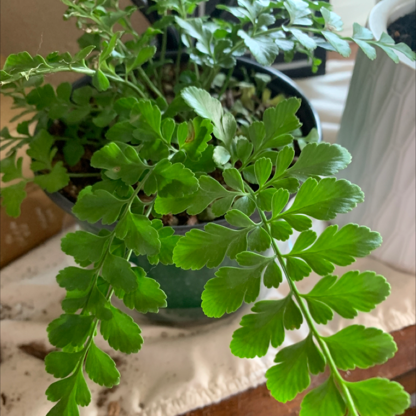 Leatherleaf Fern in a pot with vibrant green leaves and visible soil.