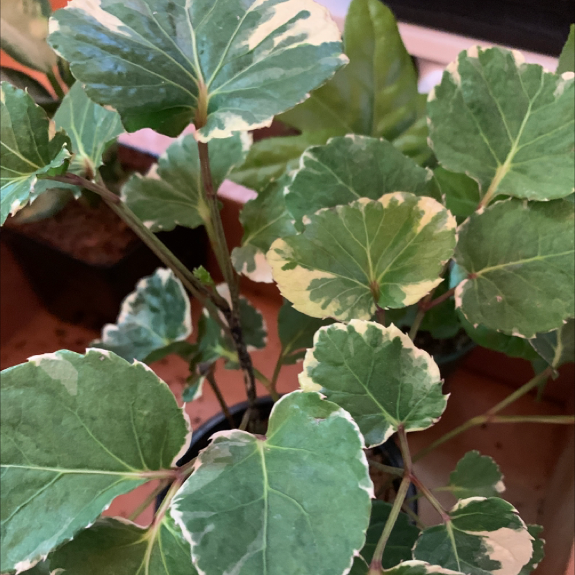 Fabian Aralia plant with variegated green and white leaves, well-framed and healthy.