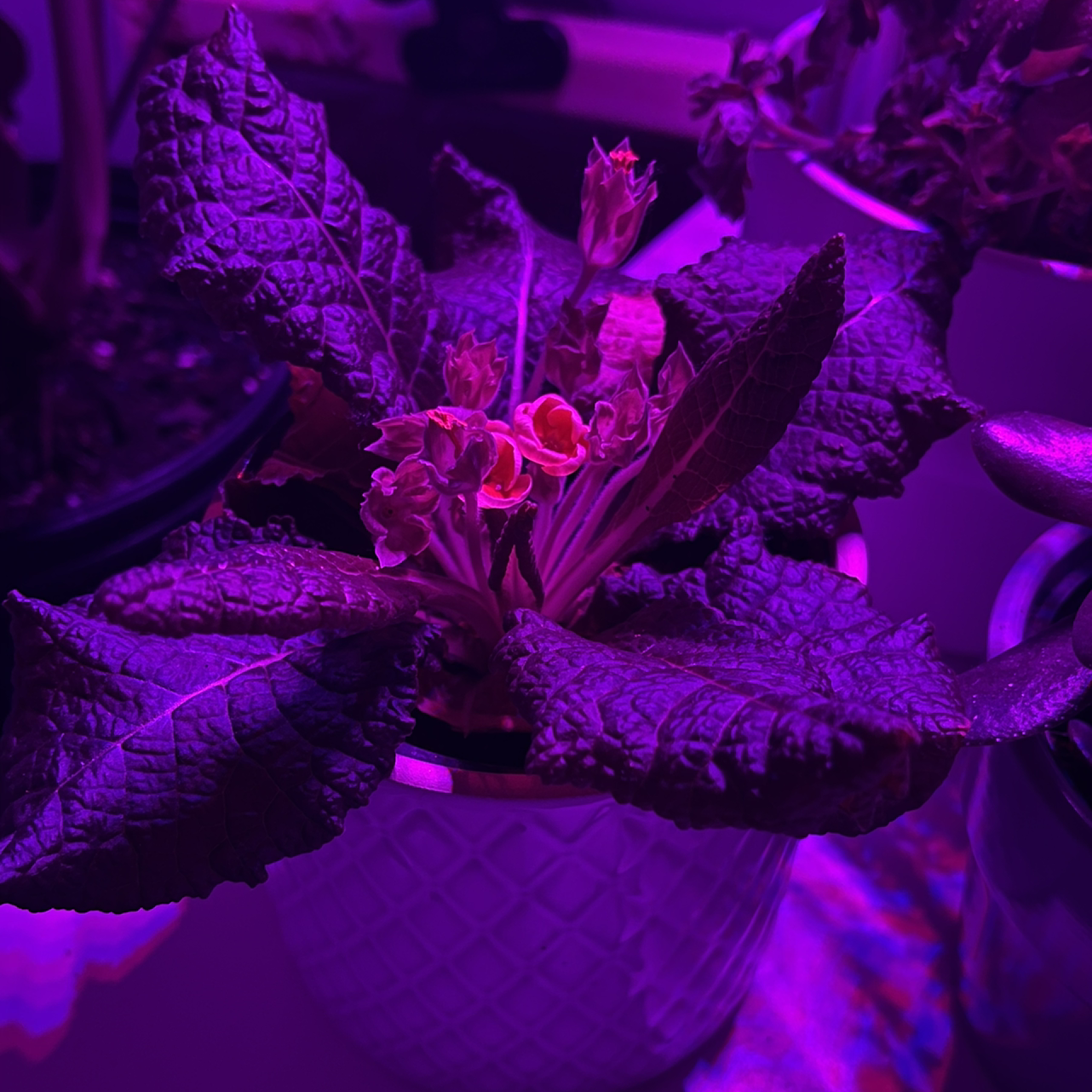 Common Primrose plant with broad leaves and small flowers under purple lighting in a pot.