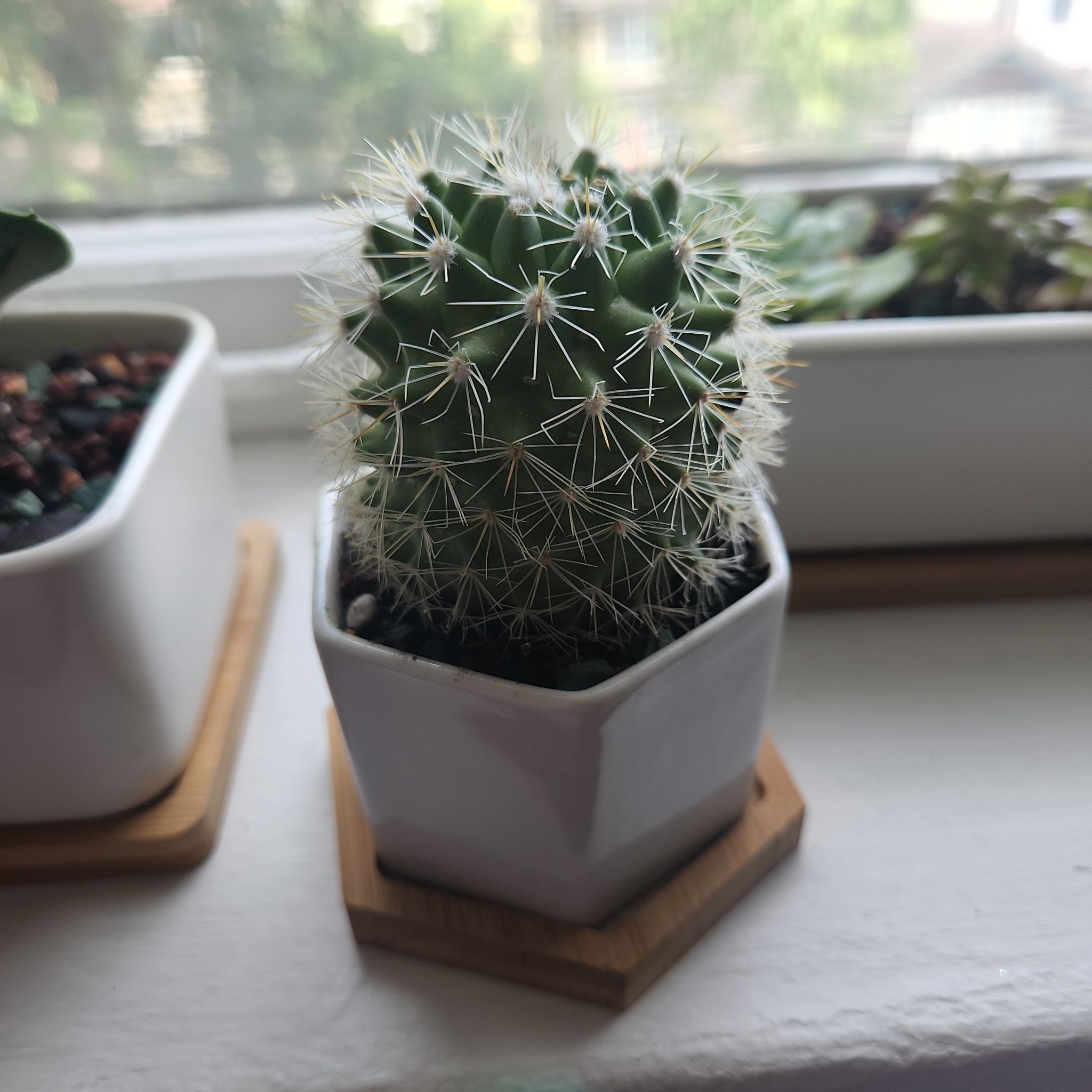 Compass Barrel Cactus in a white hexagonal pot on a wooden coaster, with other plants in the background.