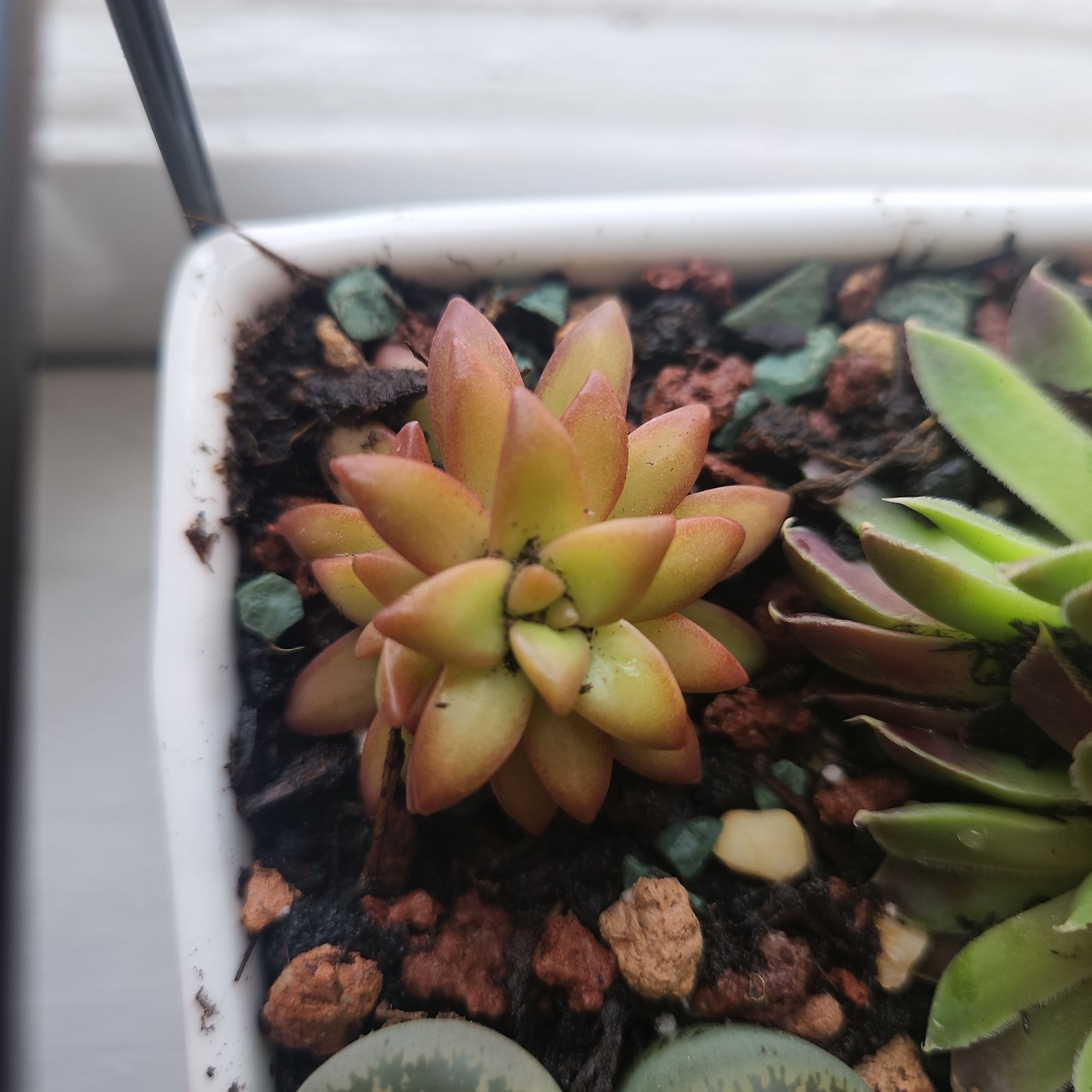 Photo of the plant species star burst by @BuffMostii named Kylie on Greg, the plant care app
