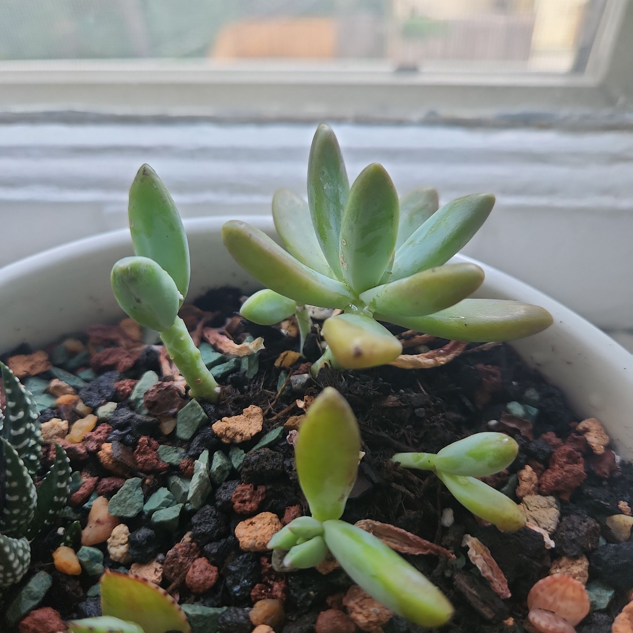 Photo of the plant species Graptoveria 'Worthy One' by @BuffMostii named Prince on Greg, the plant care app