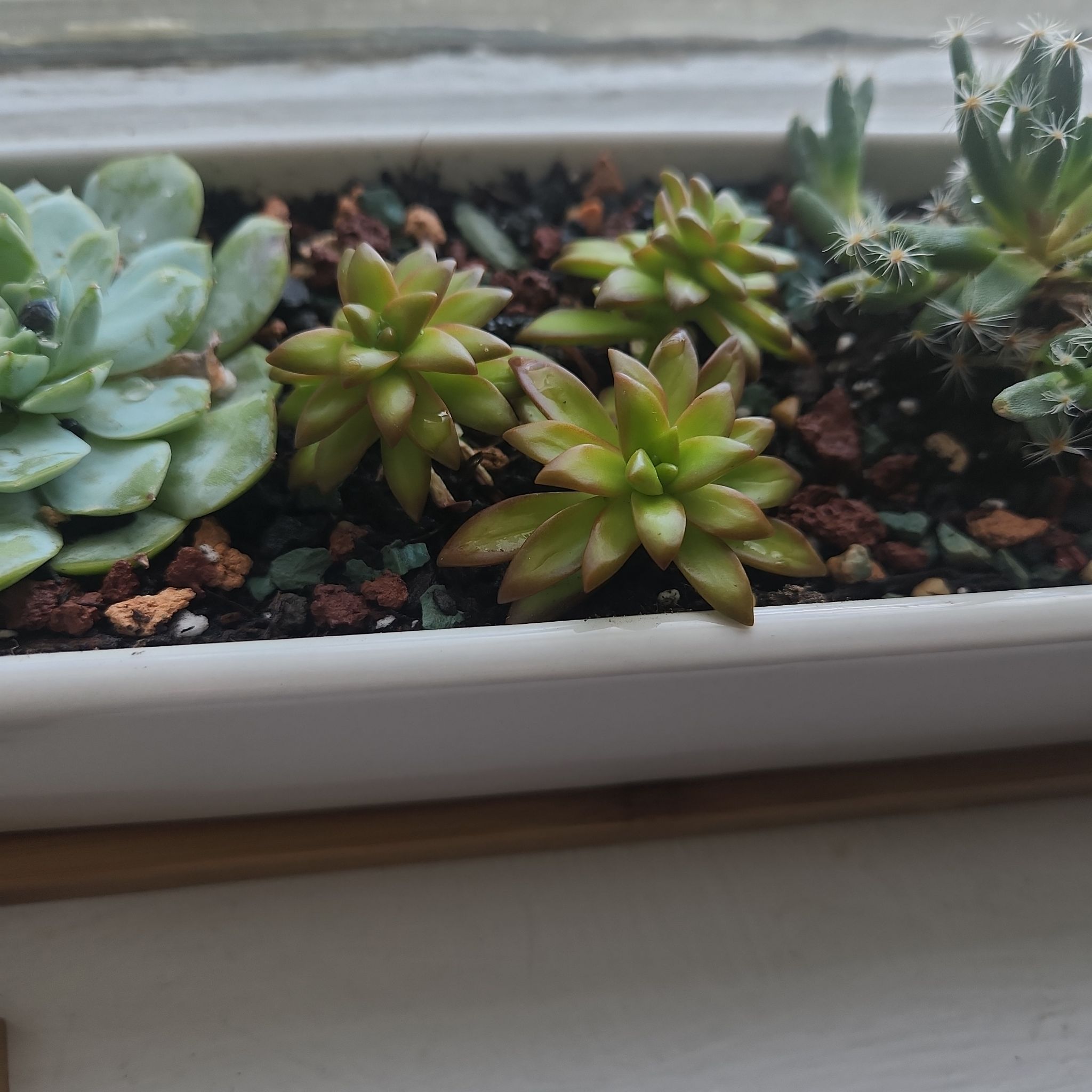 Photo of the plant species star burst by @BuffMostii named Miley on Greg, the plant care app
