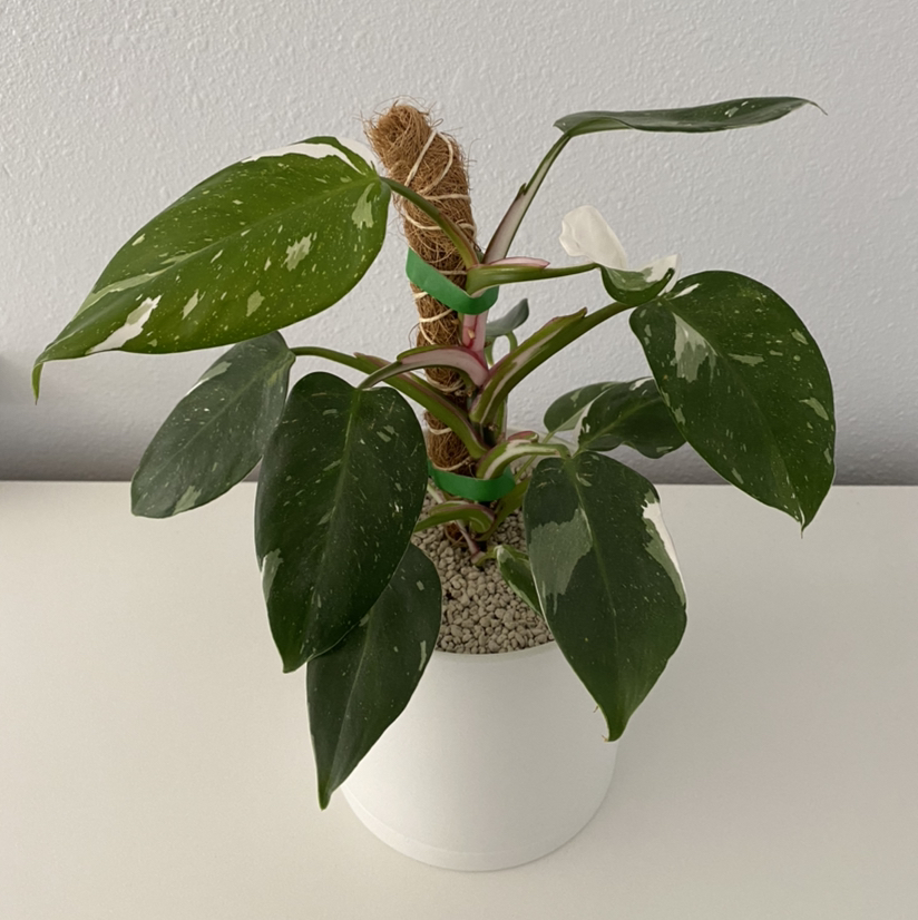 Philodendron 'White Princess' plant in a white pot with variegated leaves.