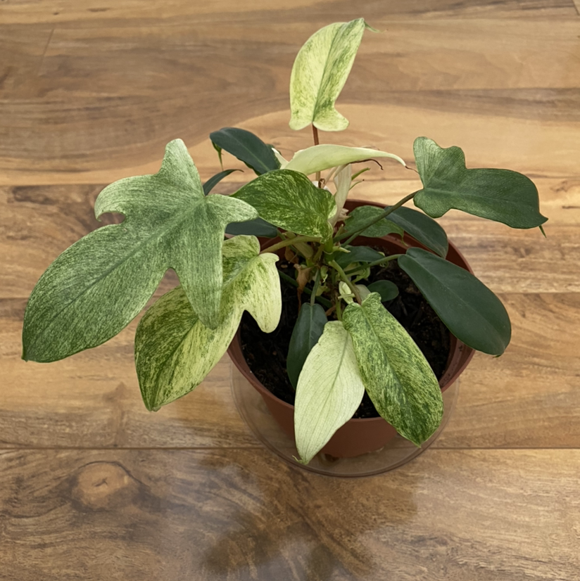 Philodendron 'Florida Ghost' plant in a pot with variegated green and white leaves.