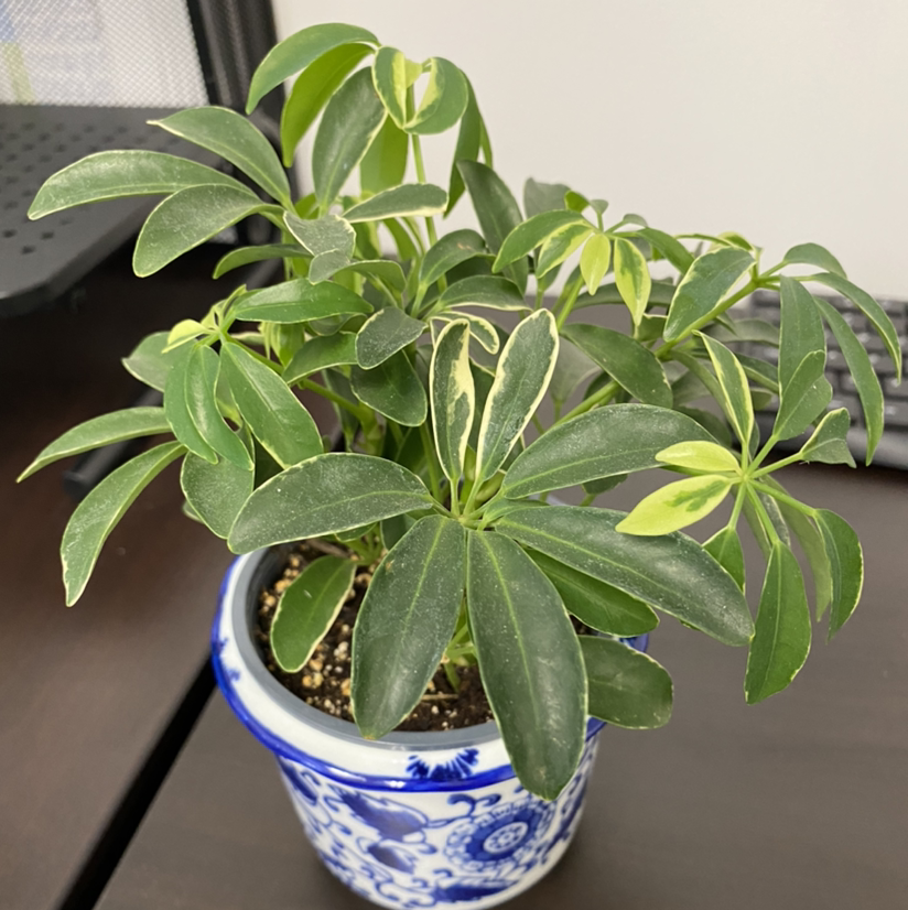 Photo of the plant species Variegated Dwarf Umbrella Tree by @LostSoul named Umbrella on Greg, the plant care app
