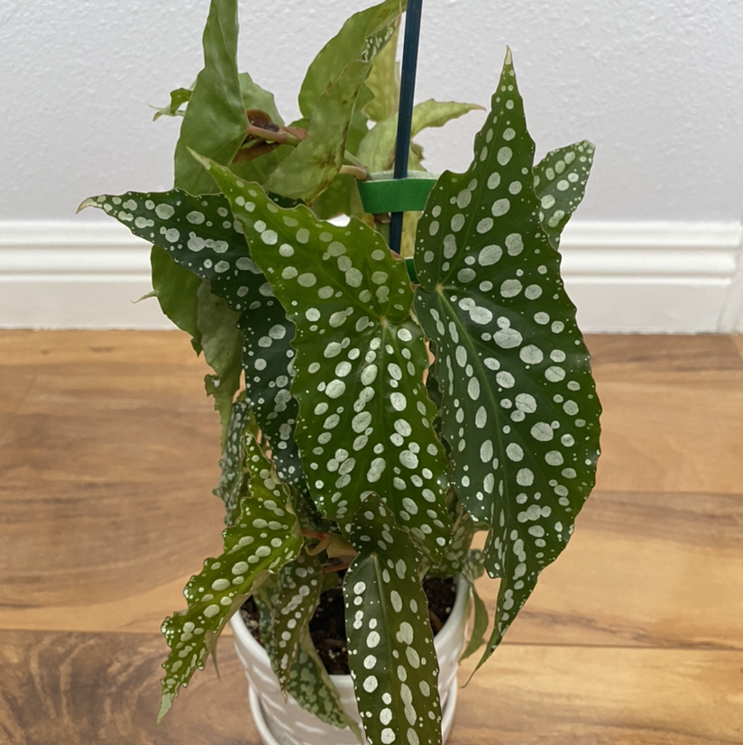 Angel Wing Begonia plant with polka-dotted leaves in a pot on a wooden floor.