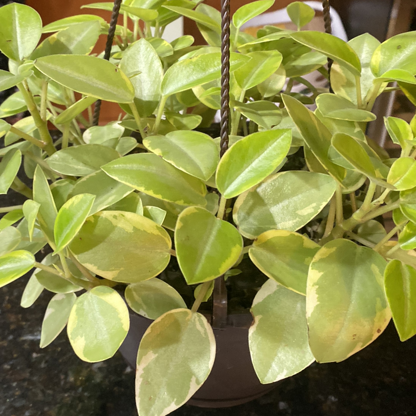 Photo of the plant species Variegated Red Edge Peperomia by Laura named Veronica on Greg, the plant care app