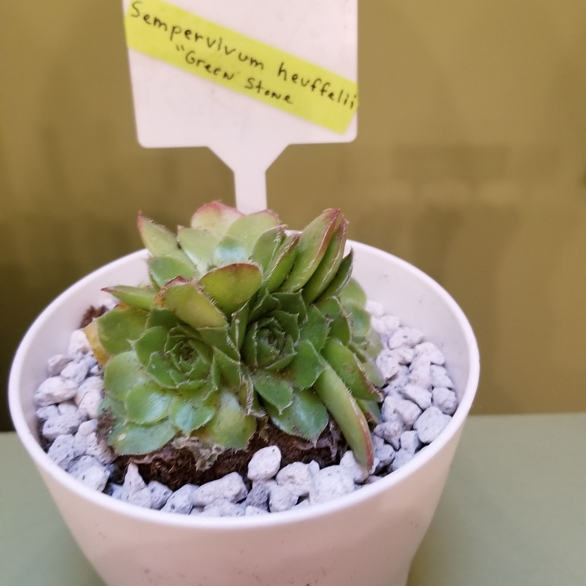 Photo of the plant species Sempervivum heuffelii by @TiptopSalsify named Sempervivum heuffelii "green stone" on Greg, the plant care app
