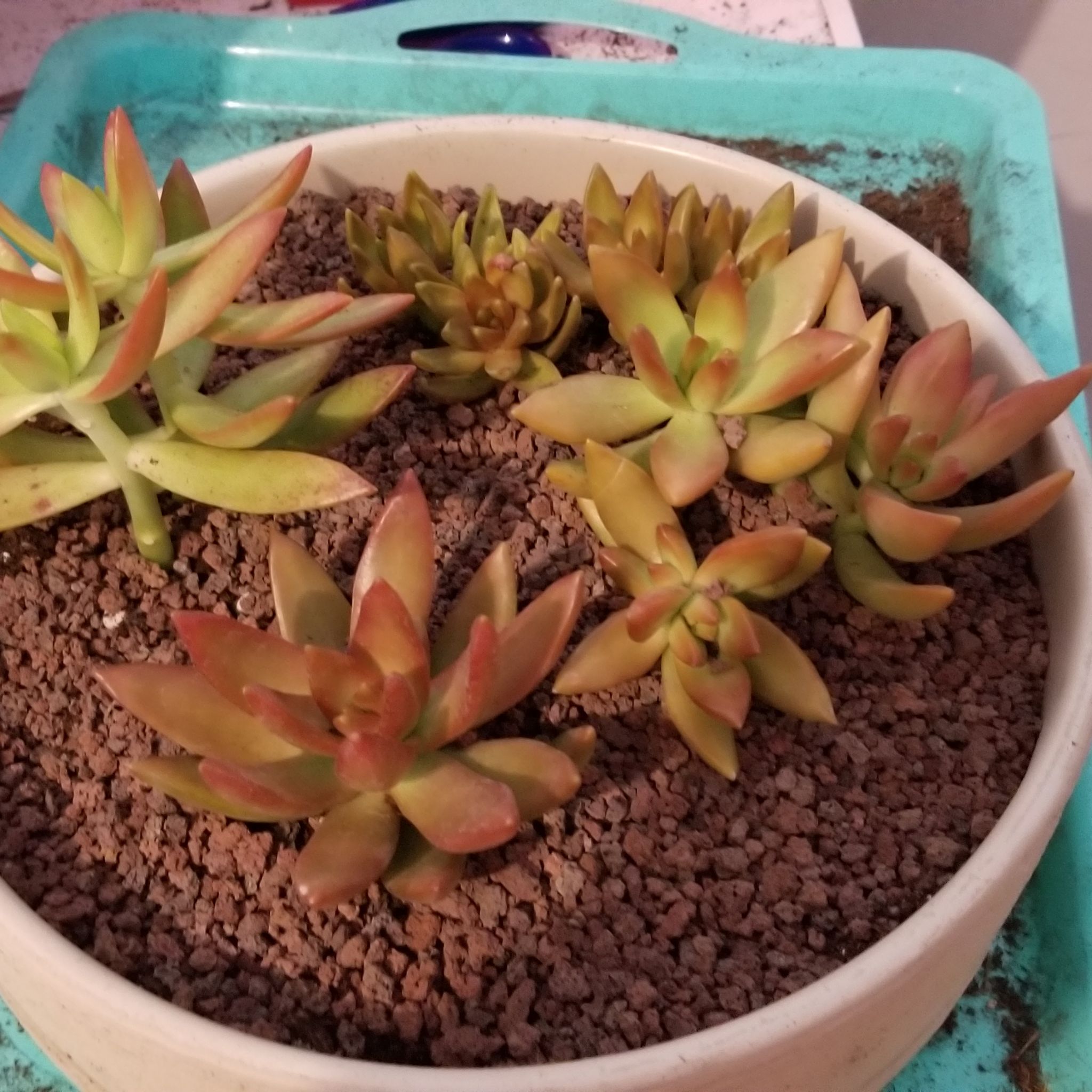 Sedum adolphi 'Sunset' plant in a pot with well-draining soil, showing vibrant colors.