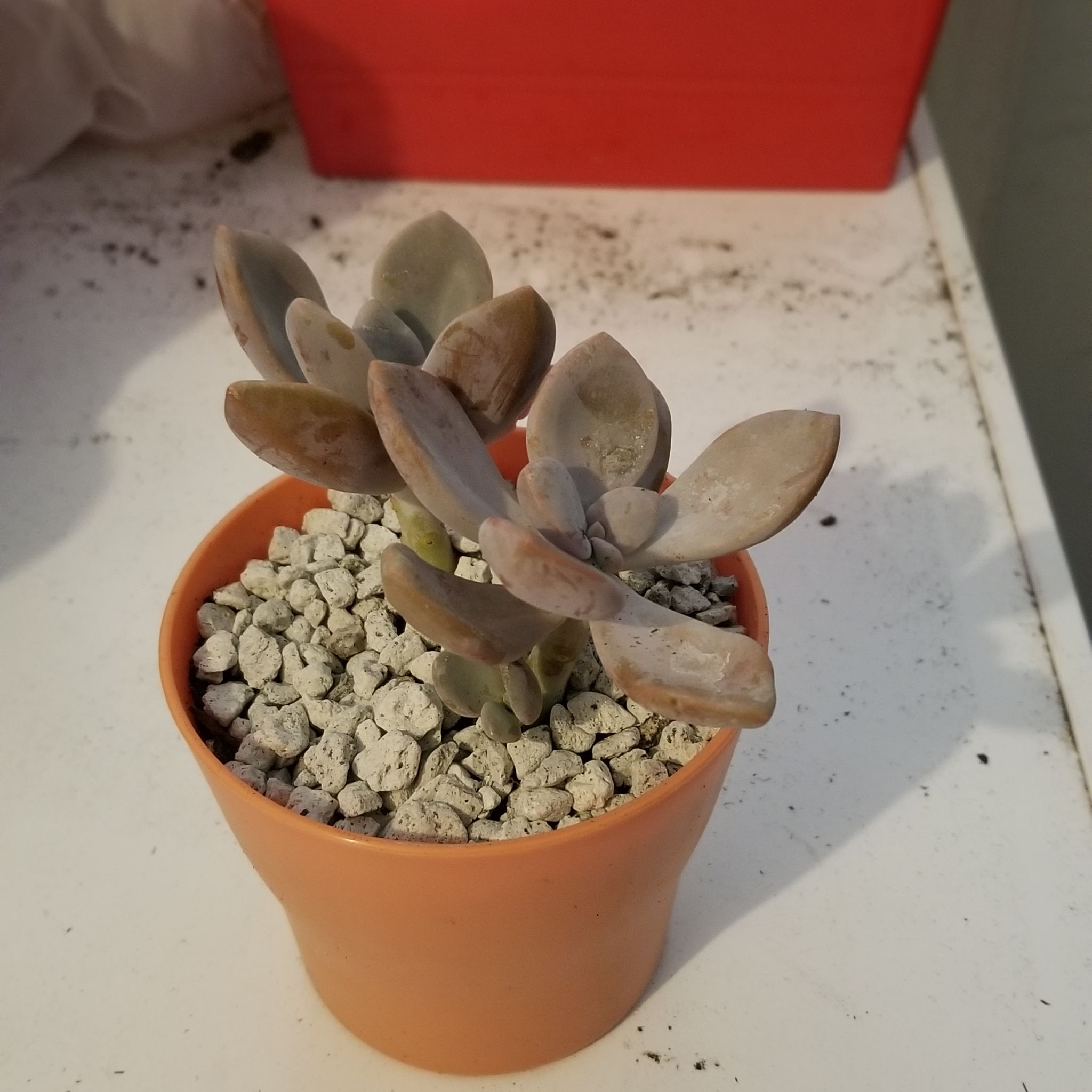 Graptopetalum 'Murasaki' plant in an orange pot with white gravel, showing some leaf discoloration.