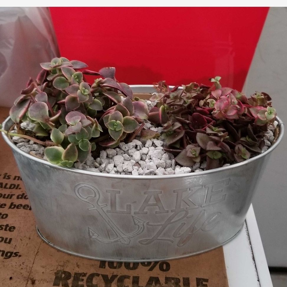 Calico Kitten succulent in a metal container with 'Lake Life' text, covered with white pebbles.