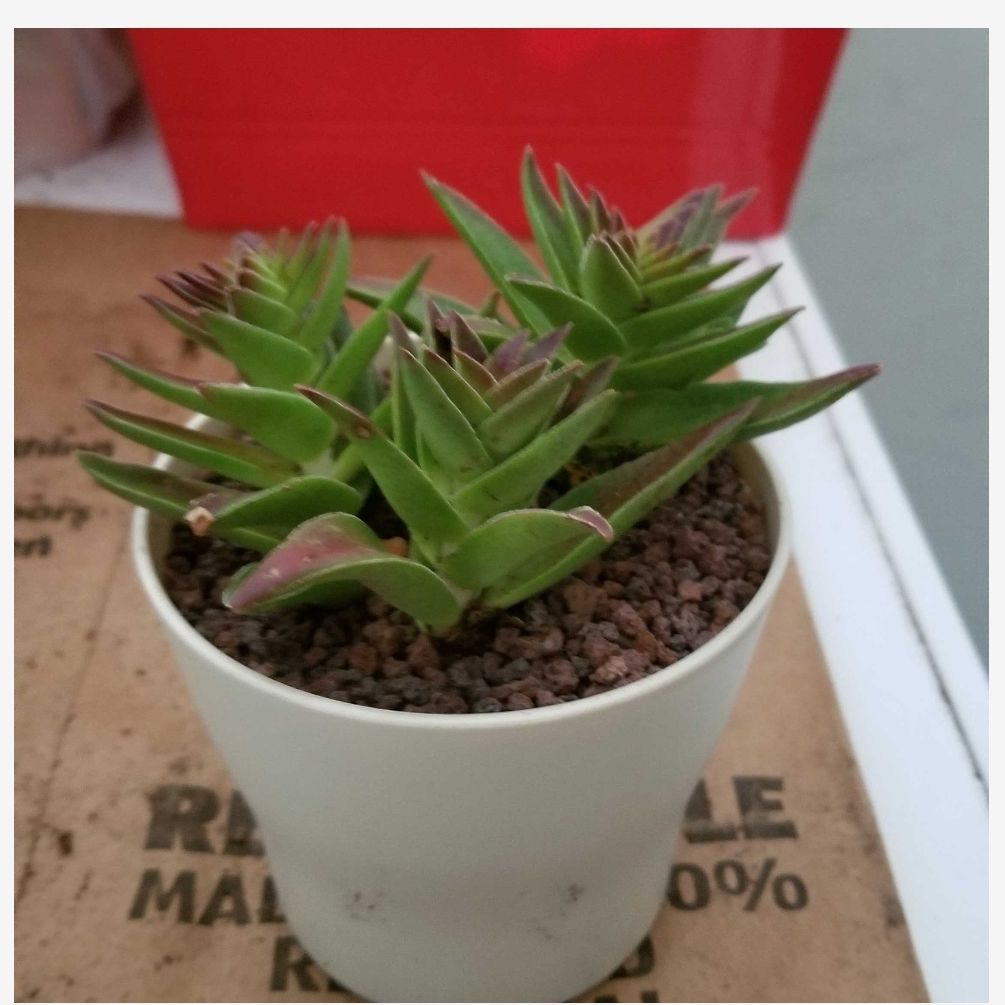 Photo of the plant species crassula red pogoda by @TiptopSalsify named Red Pagoda on Greg, the plant care app