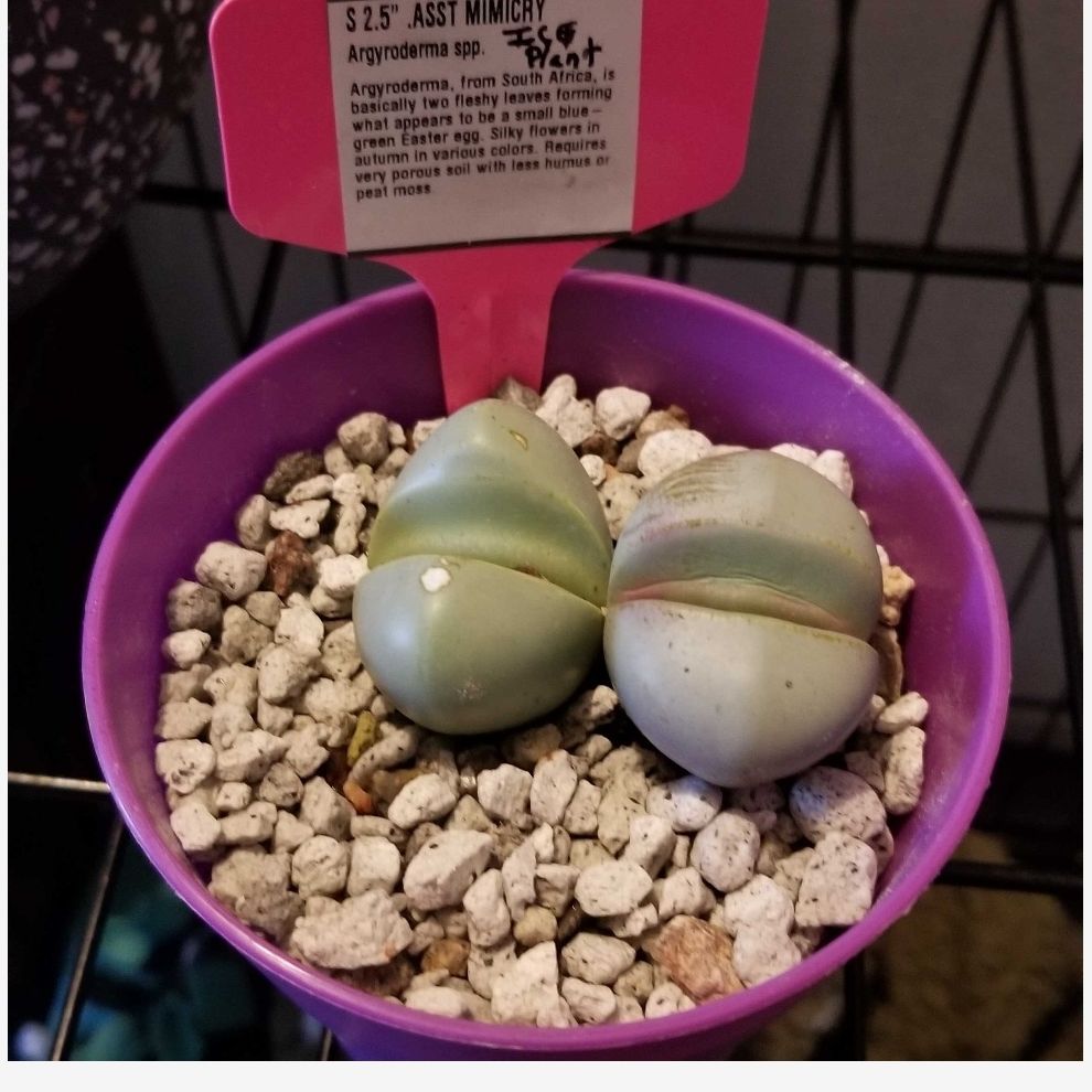 Photo of the plant species Argyroderma pearsonii by @TiptopSalsify named Ice plant on Greg, the plant care app