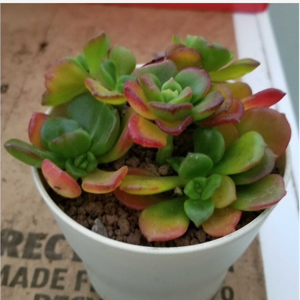 Photo of the plant species Copper Rose by @TiptopSalsify named Copper Rose on Greg, the plant care app
