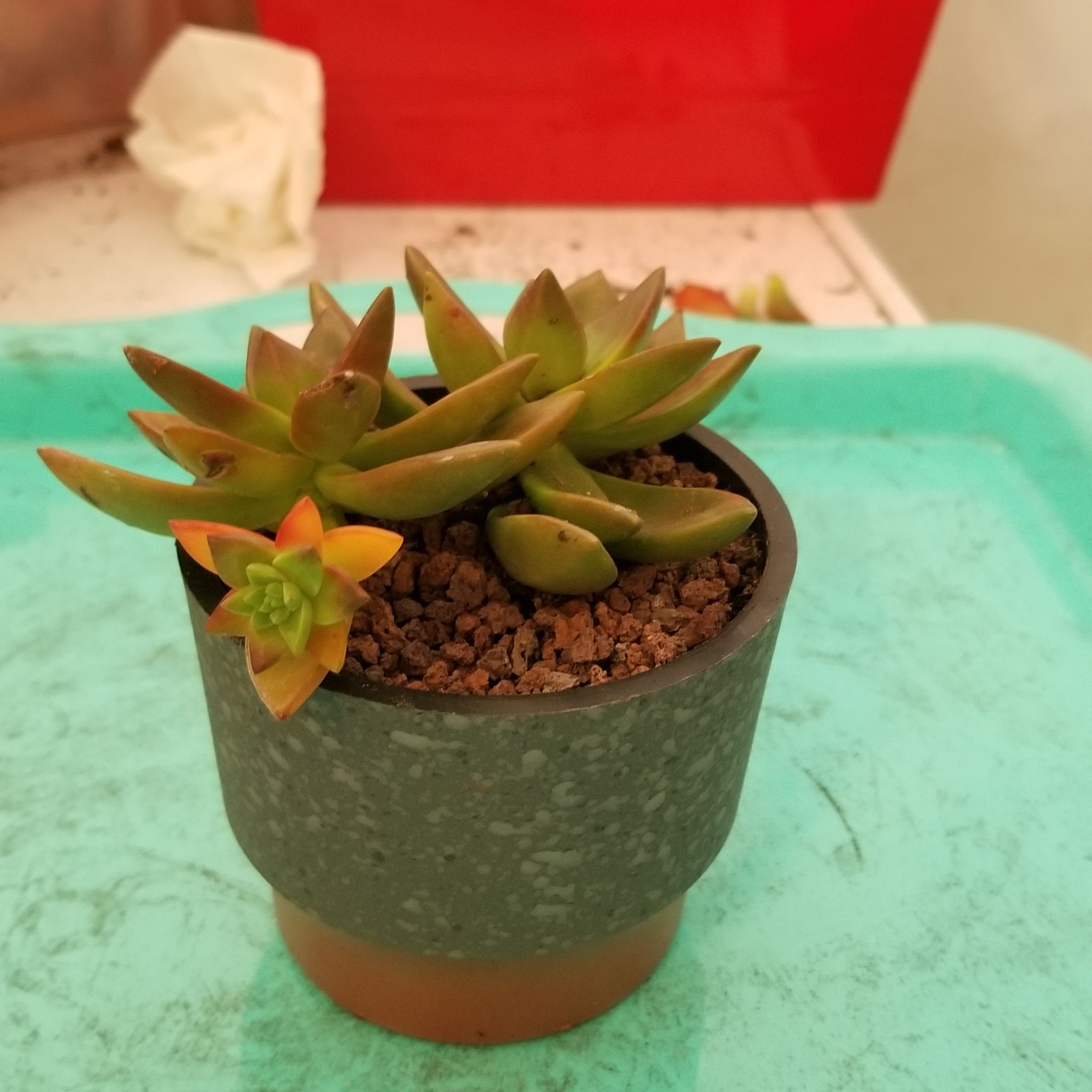 Sedeveria 'Sorrento™' plant in a small pot with visible soil and a flower.