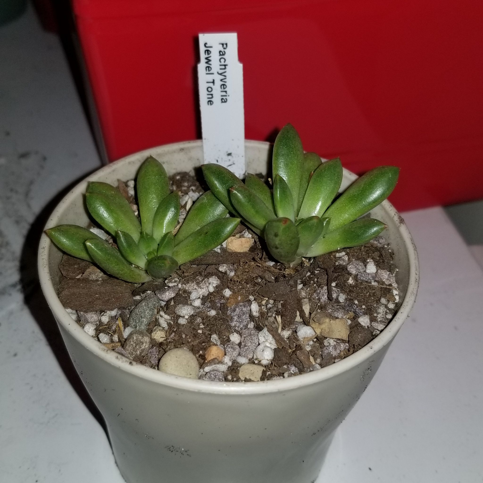 Photo of the plant species Pachyveria Jewel Tone by @TiptopSalsify named Jewel Tone on Greg, the plant care app