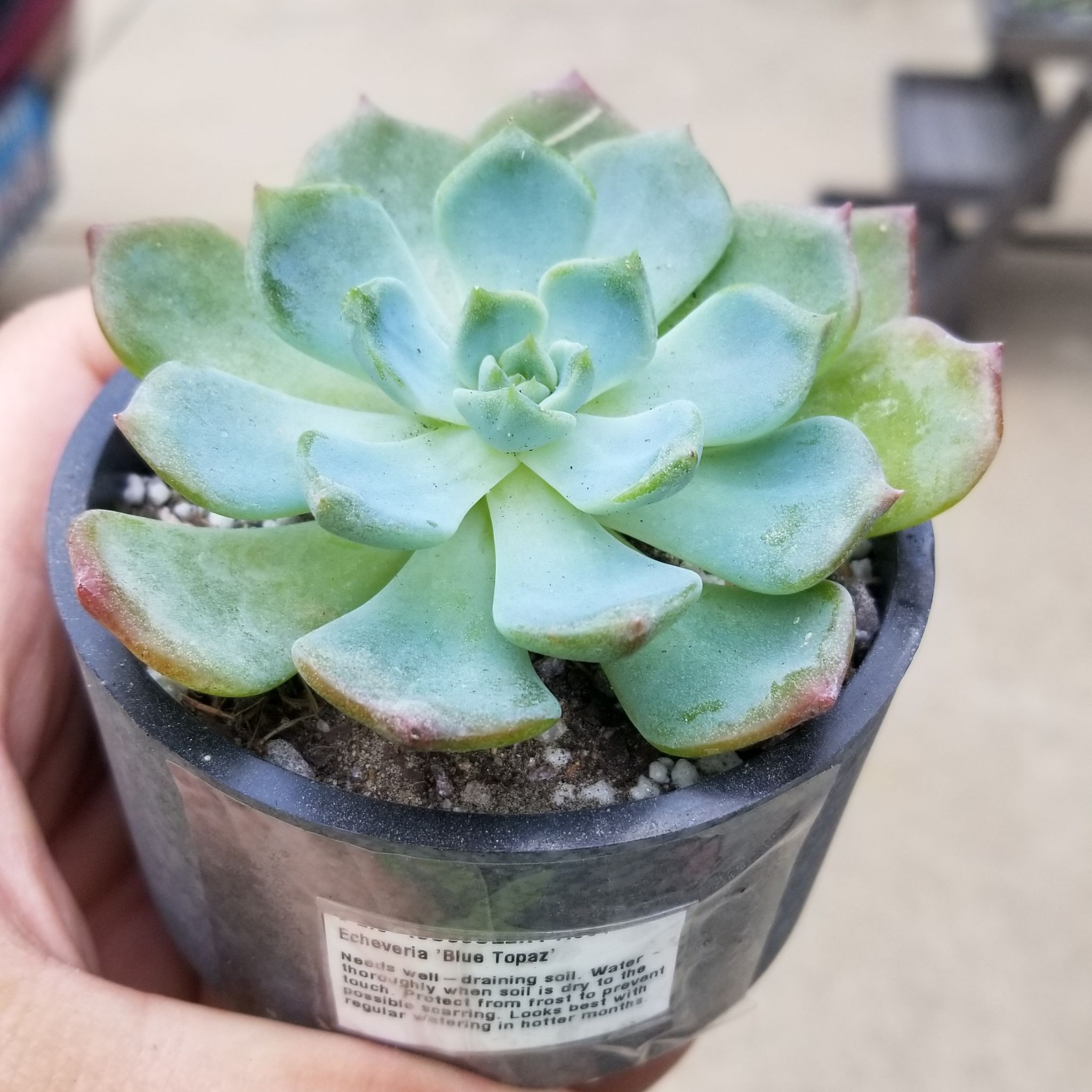 Photo of the plant species Echeveria 'Blue Topaz' by @TiptopSalsify named echeveria "Blue Topaz" on Greg, the plant care app