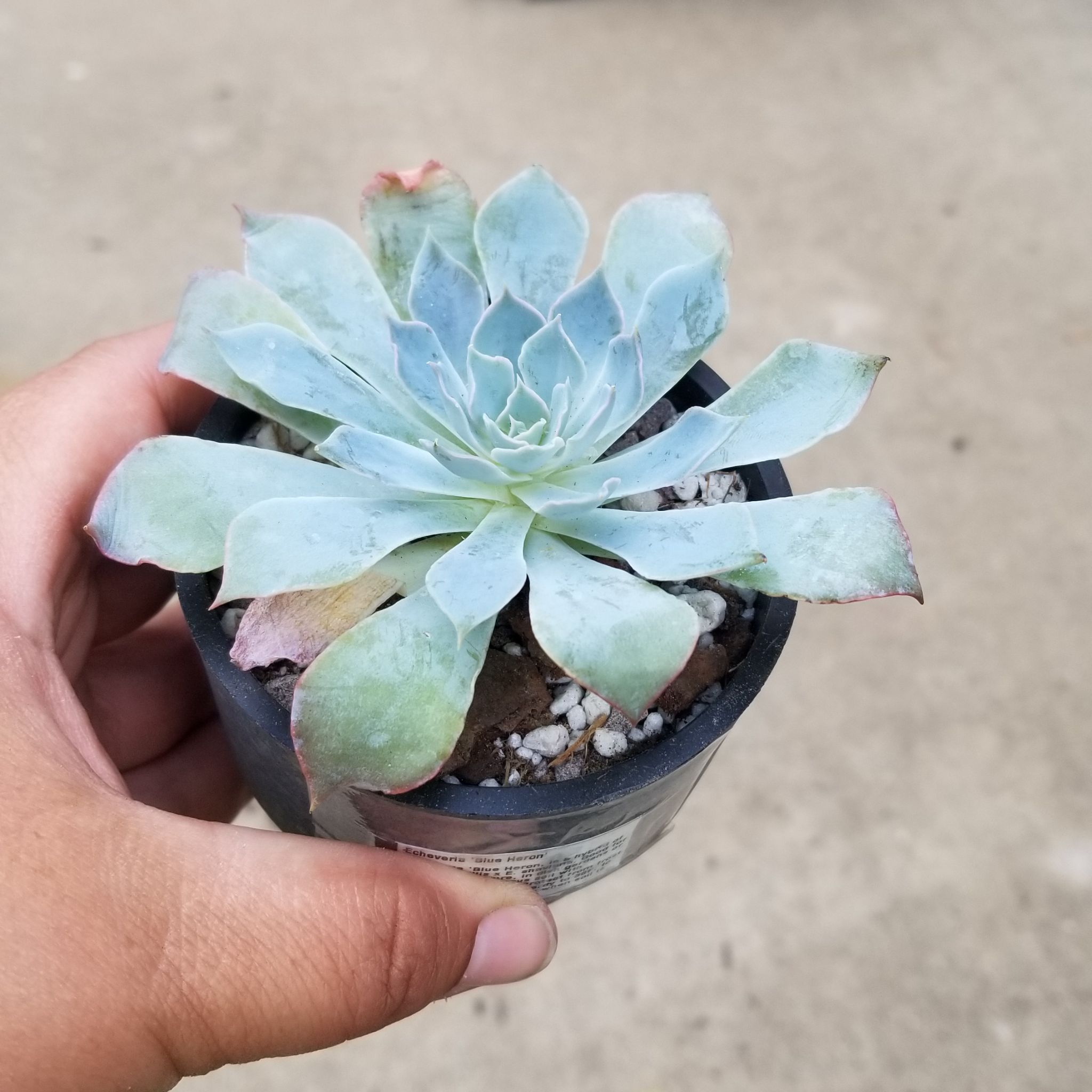 Echeveria 'Blue Heron' succulent in a small pot held by a hand.