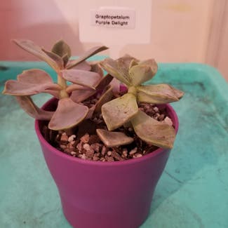 Graptopetalum 'Purple Delight' plant in Woodridge, Illinois