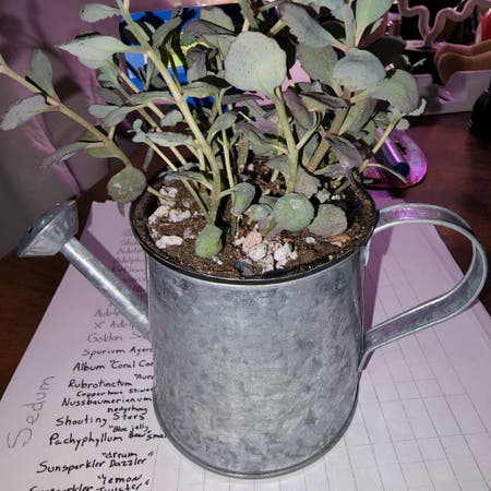 Photo of the plant species firecracker by Tiptopsalsify named Sedum Sunsparkler "Blue Pearl" on Greg, the plant care app