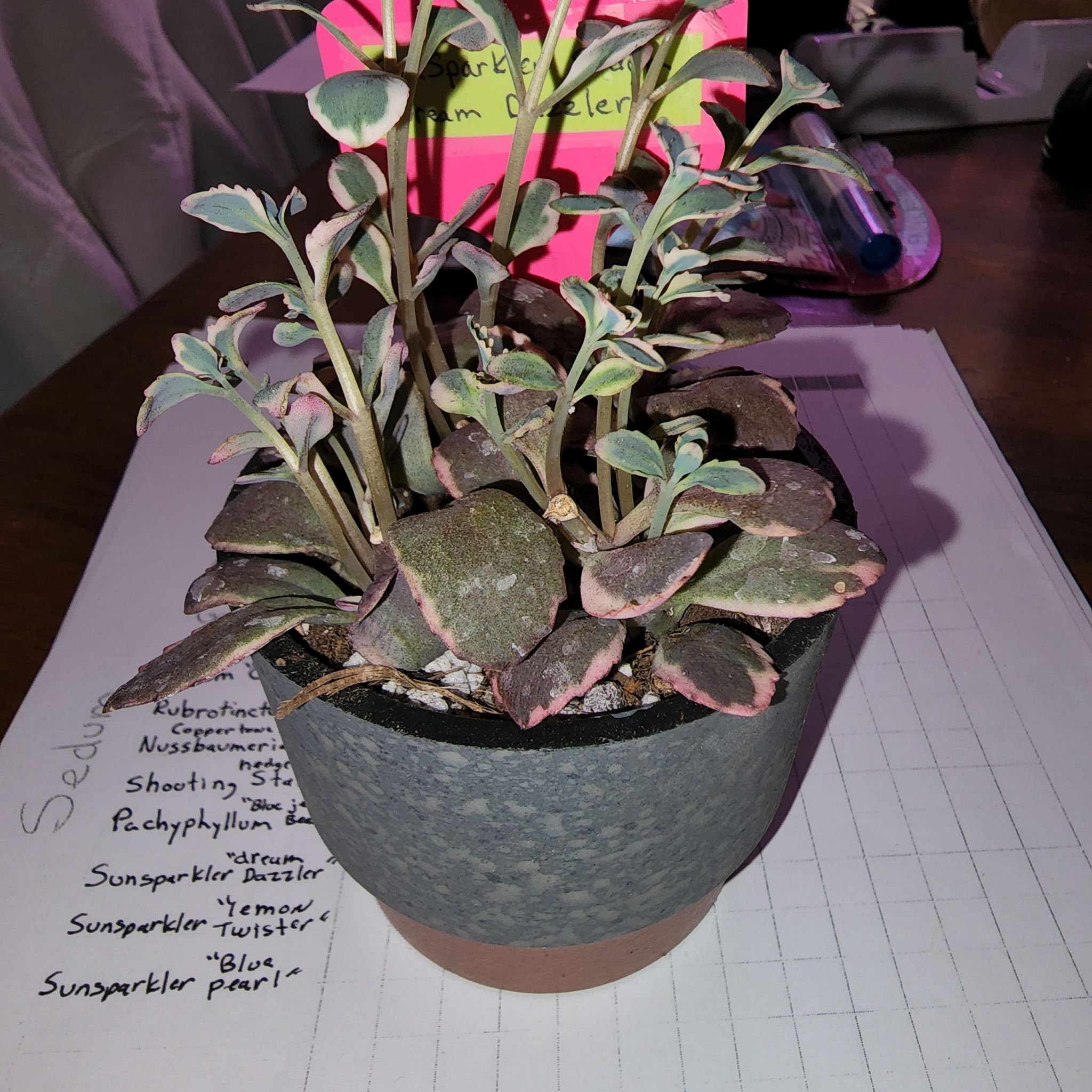 Photo of the plant species Dream Dazzler Stonecrop by @TiptopSalsify named Sedum Sunsparkler " Dream dazzler: on Greg, the plant care app