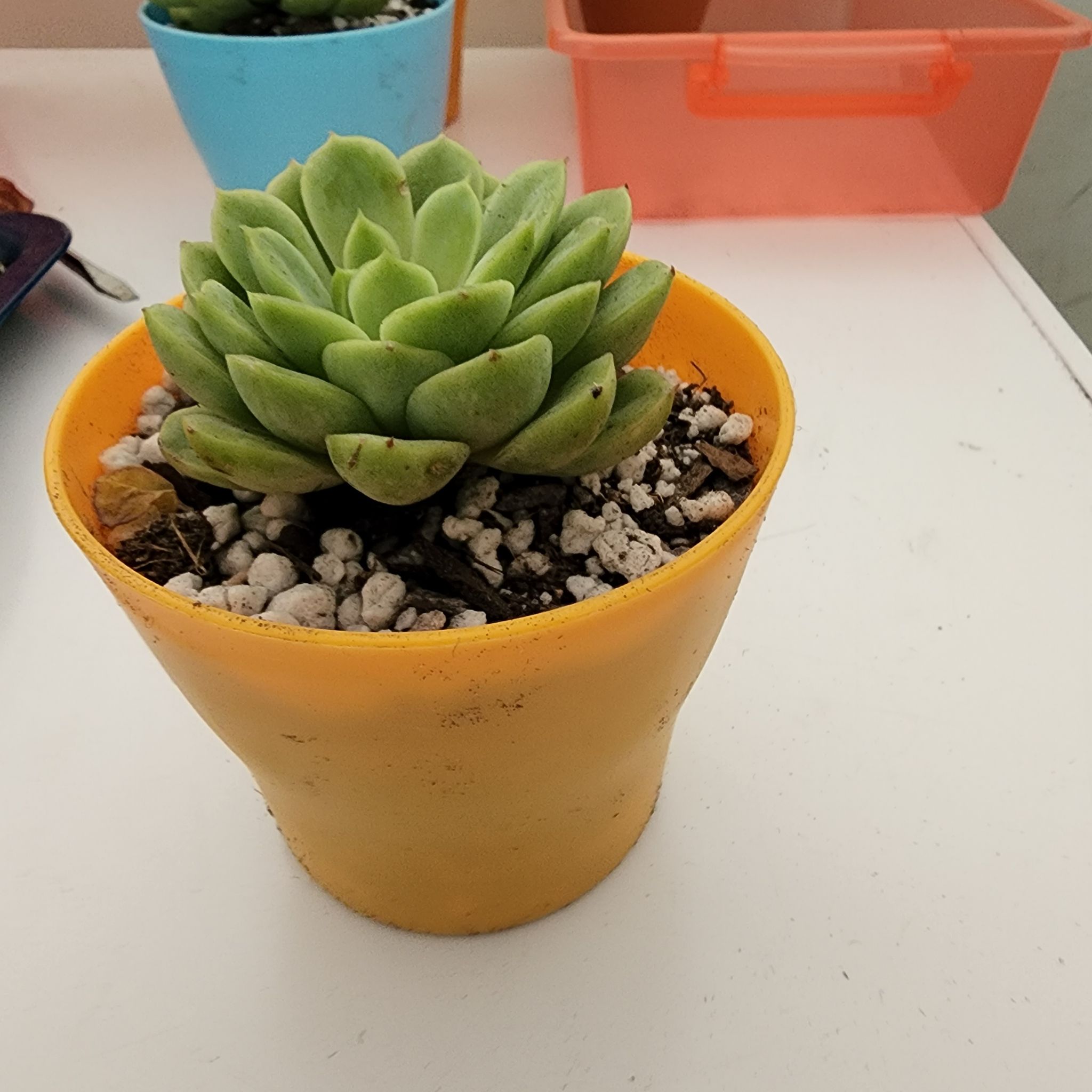 Echeveria 'Lime n' Chile' succulent in a yellow pot on a white surface.