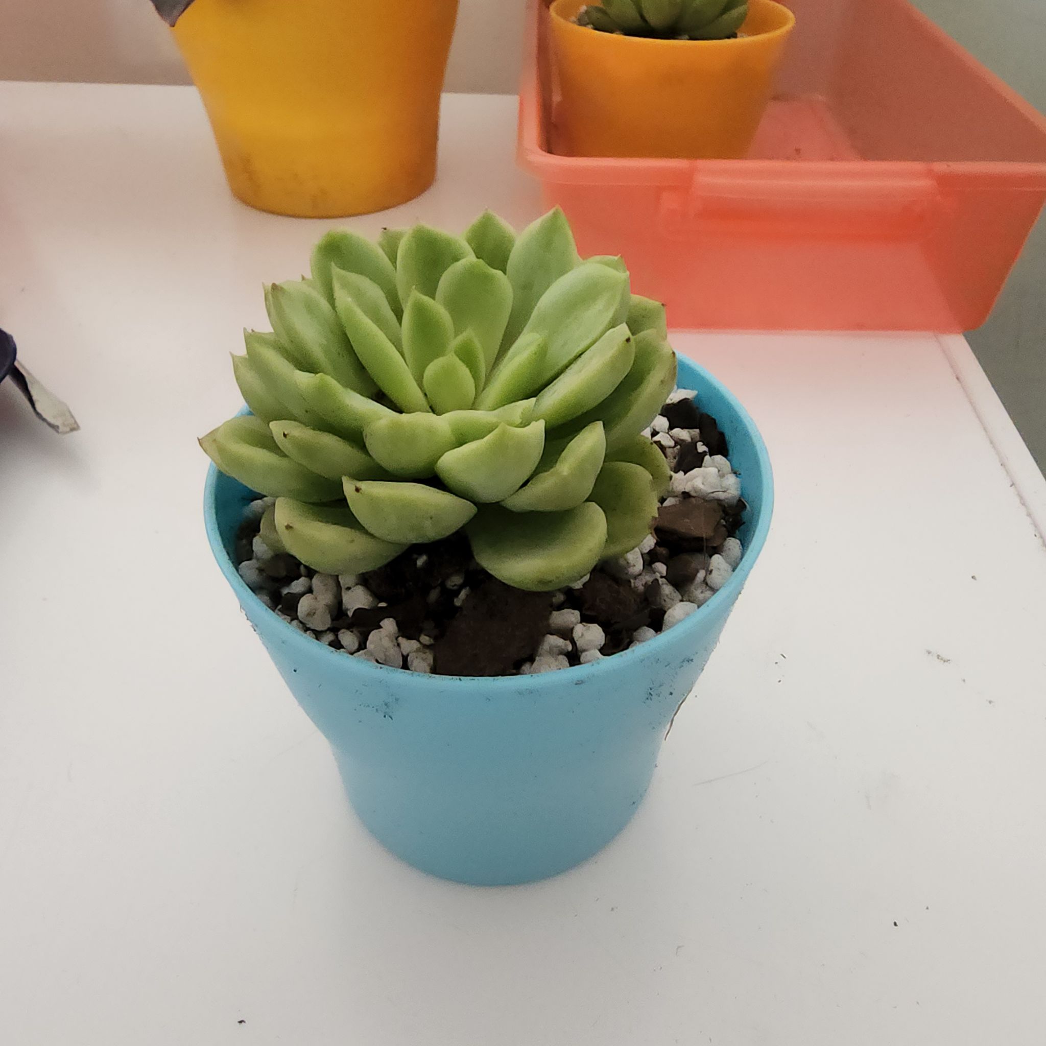 Echeveria 'Lime n' Chile' succulent in a blue pot with visible soil.