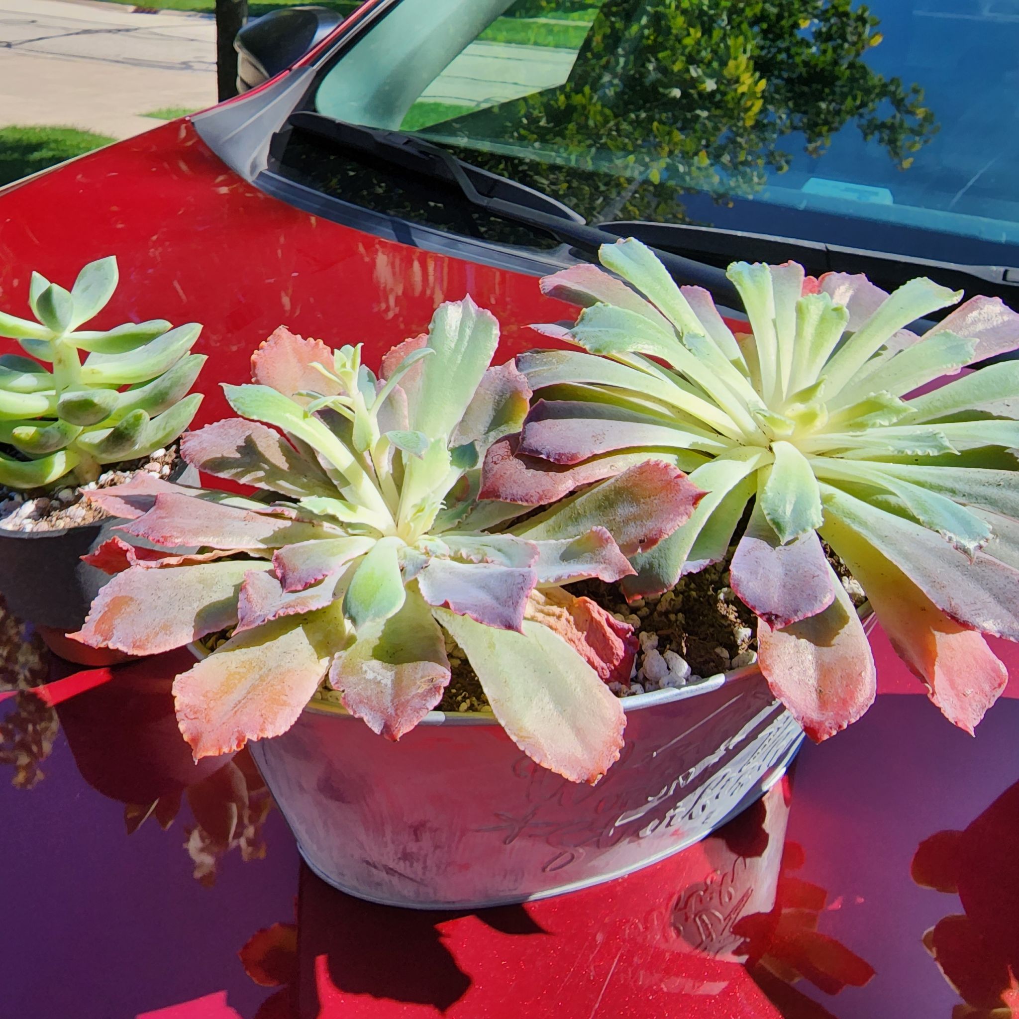 Echeveria 'Neon Breakers' plants on a car hood with some leaf discoloration.