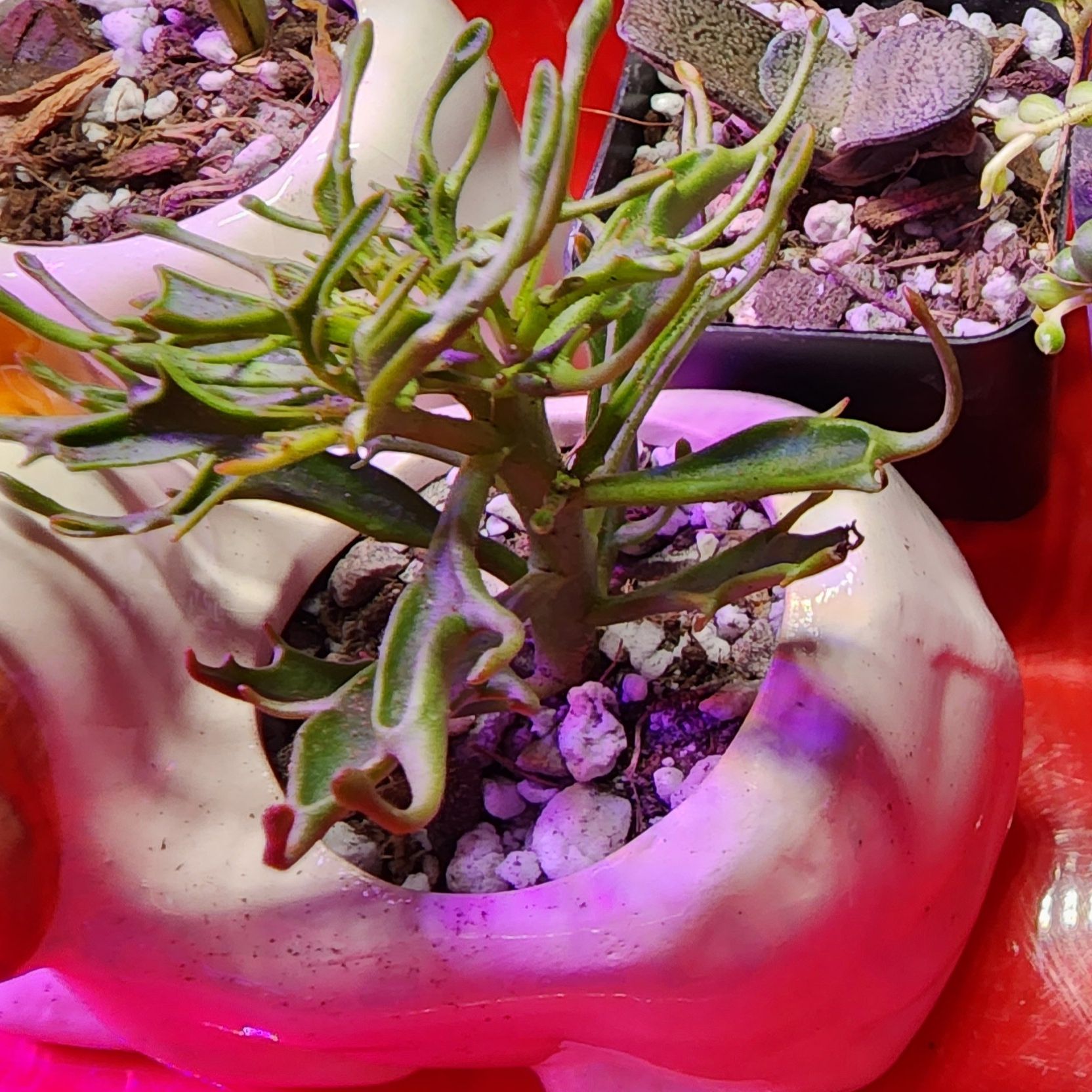 Photo of the plant species Kalanchoe Tarantula by @TiptopSalsify named Kalanchoe  Tarantula on Greg, the plant care app