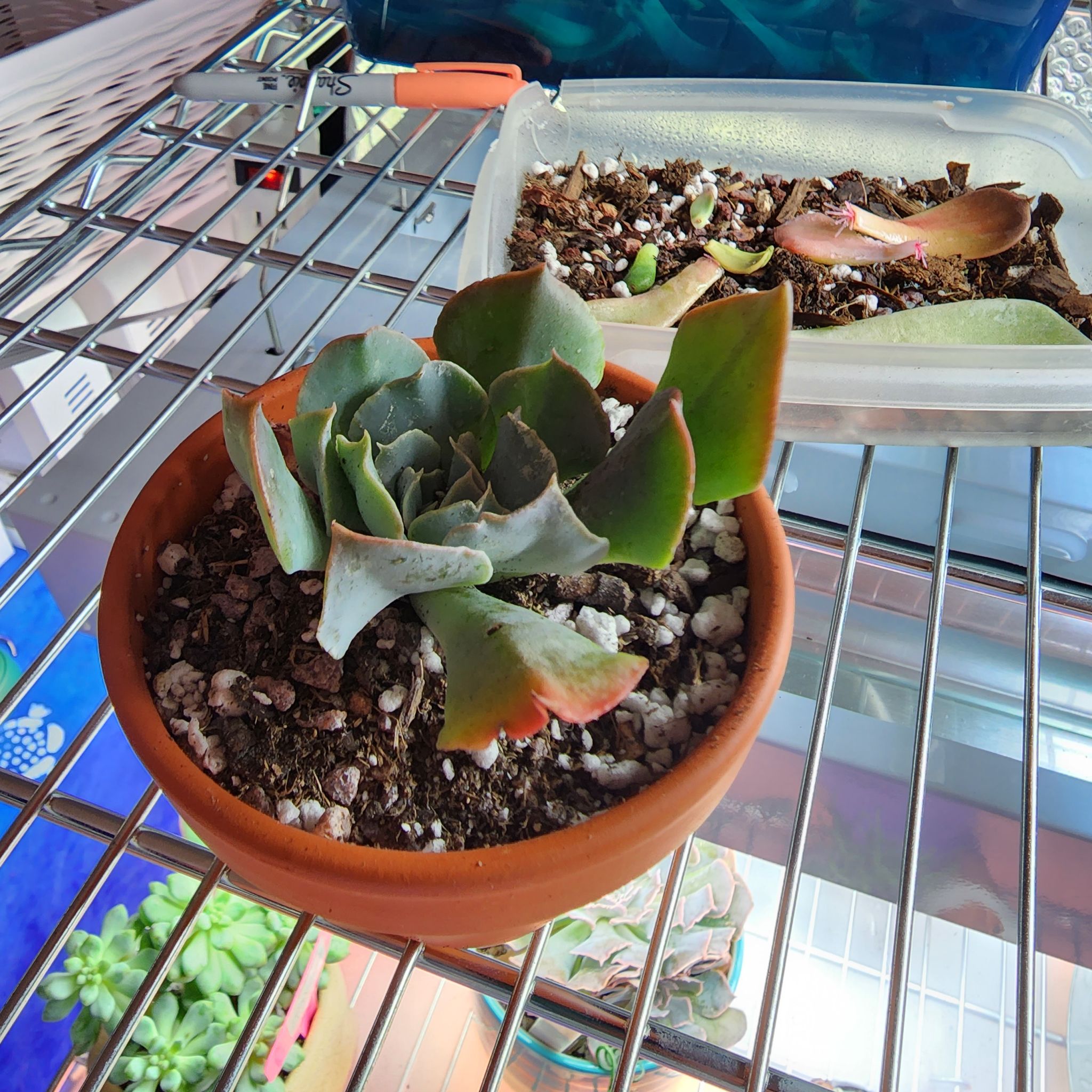 Photo of the plant species Swan Lake Echeveria by @TiptopSalsify named Eucheveria Swan Lake on Greg, the plant care app