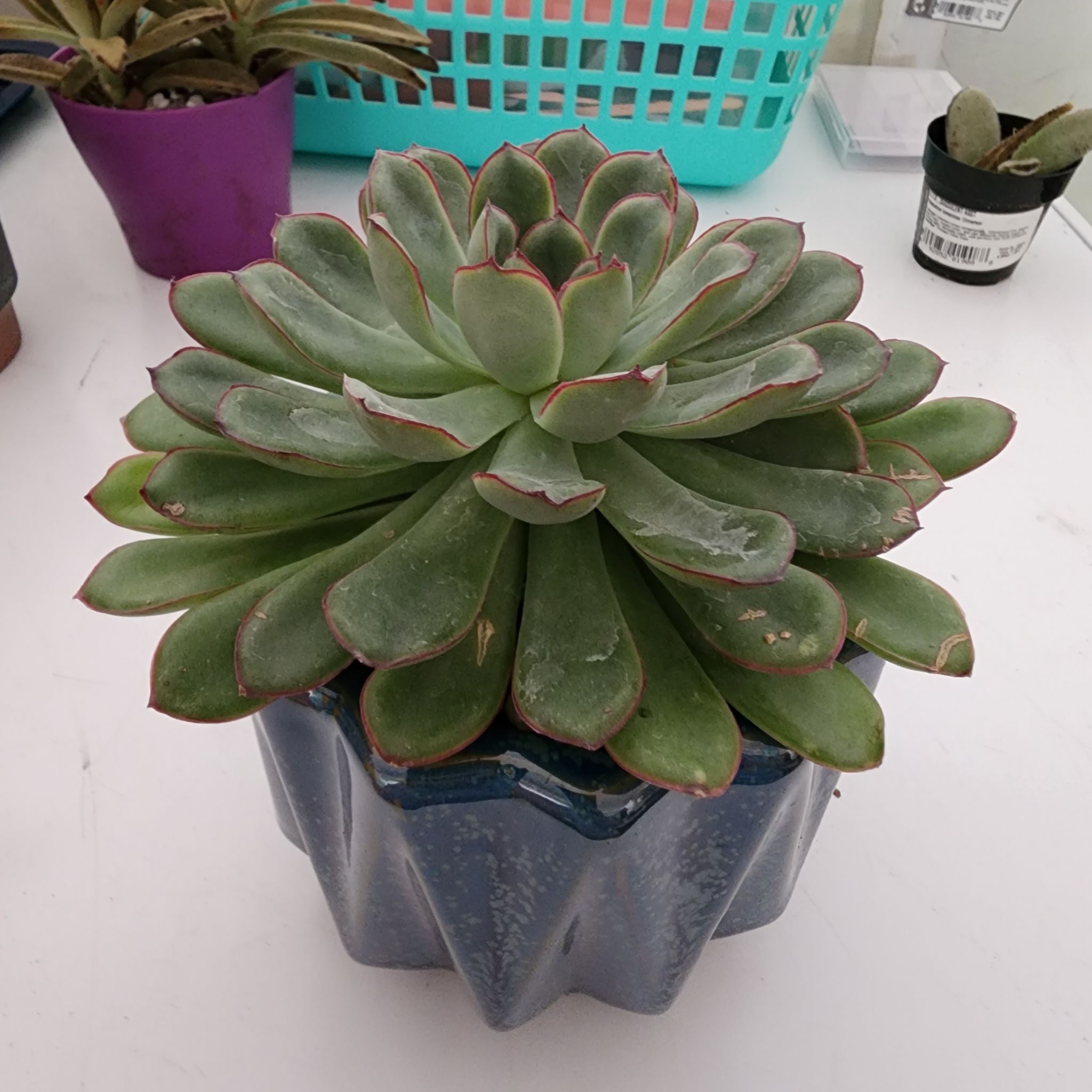 Healthy Echeveria 'Pelusida' plant in a blue pot, well-centered and in focus.