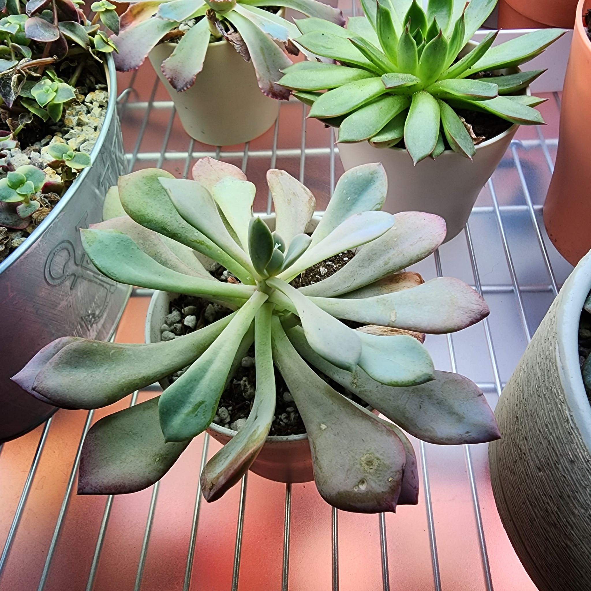 Graptoveria 'Debbie' succulent in a pot with visible soil, surrounded by other plants.