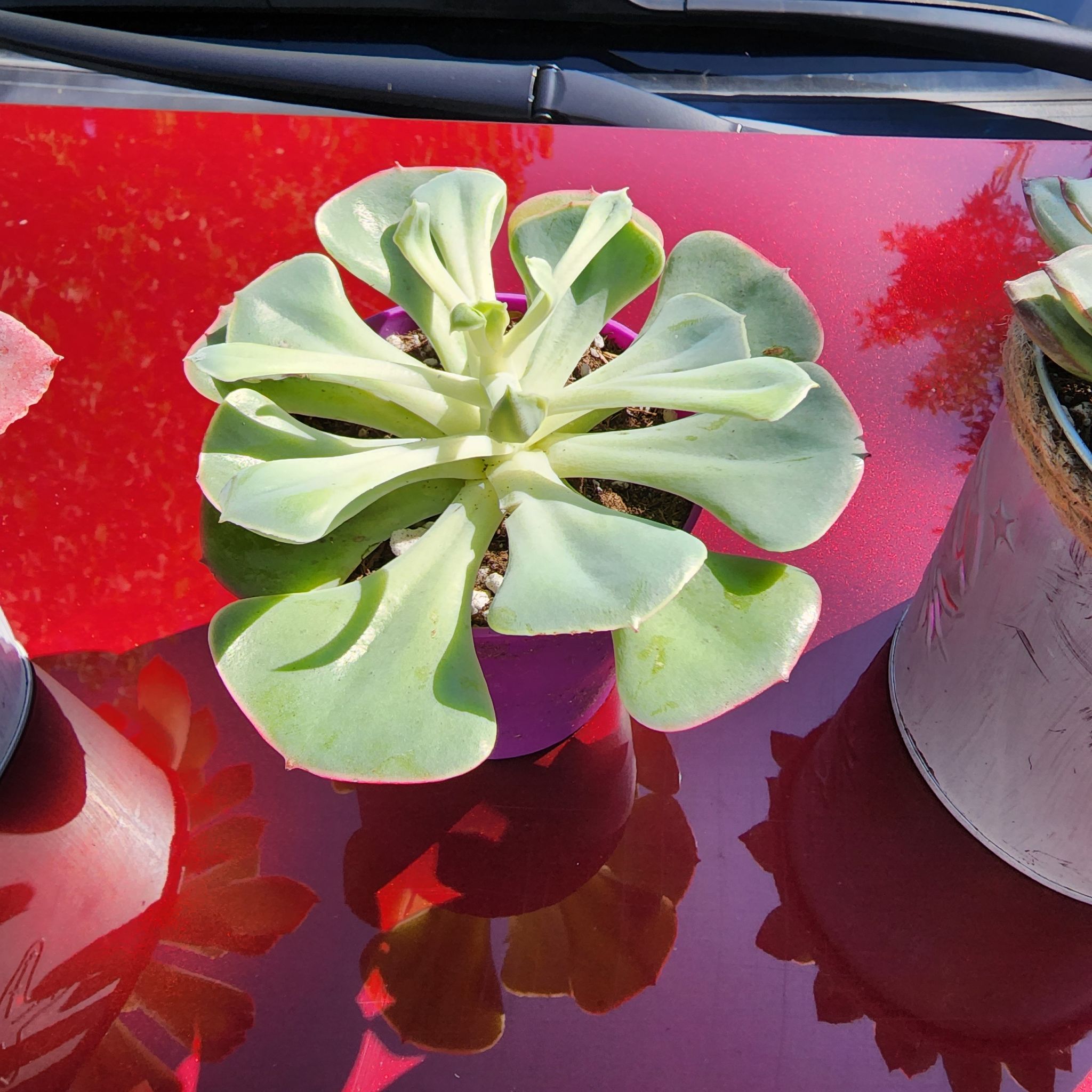 Photo of the plant species Echeveria 'Persia' by @TiptopSalsify named Echeveria Persia on Greg, the plant care app