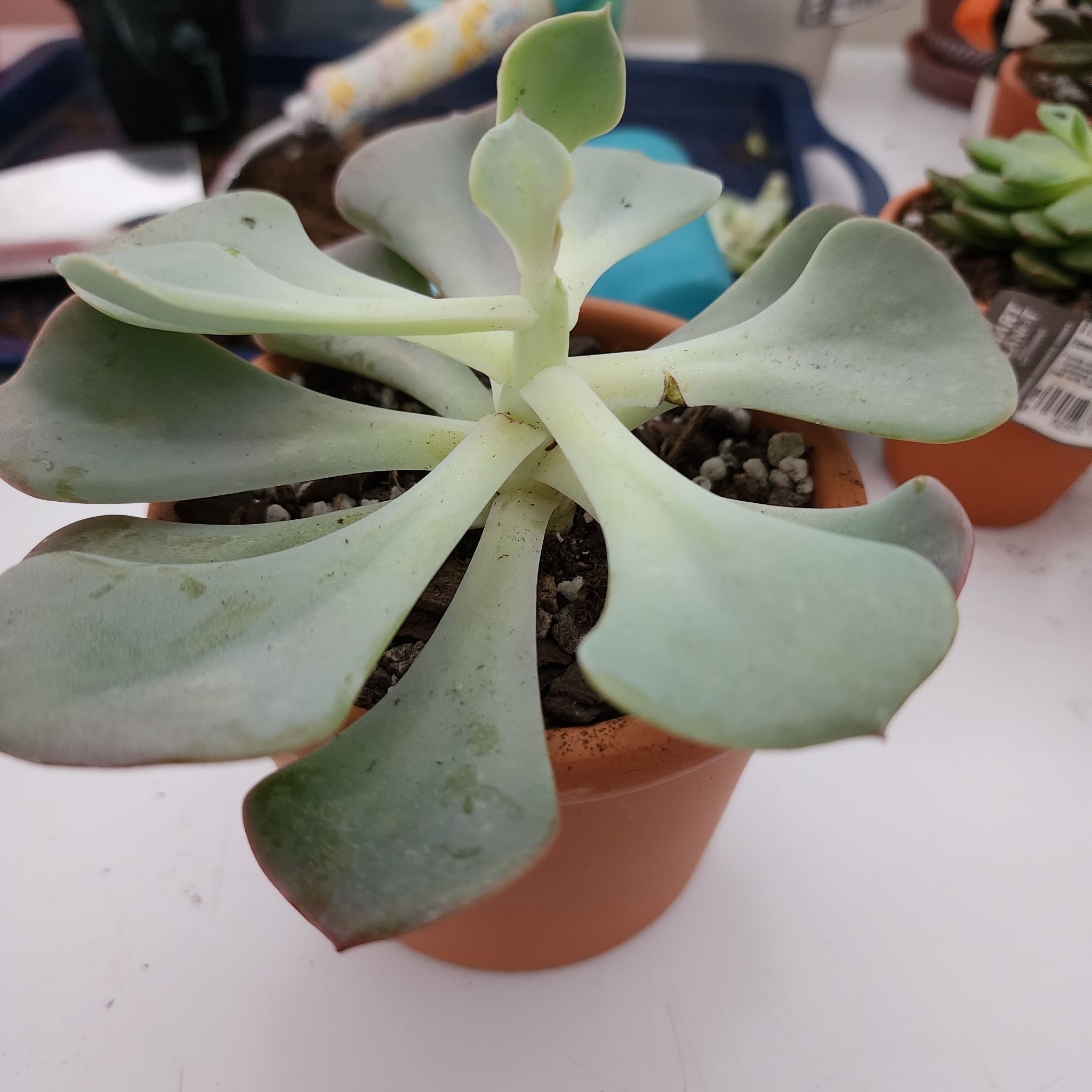 Echeveria 'Dusty Rose' succulent in a terracotta pot with visible soil and healthy leaves.