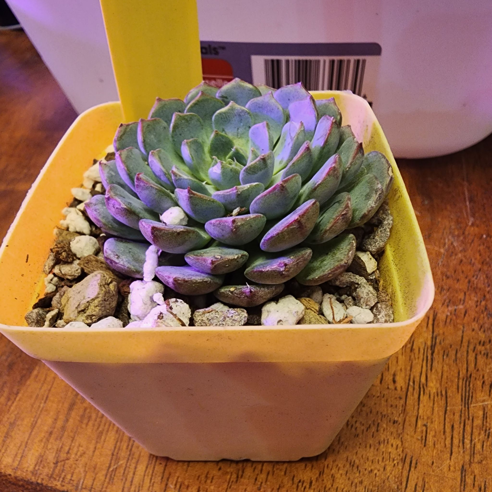 Photo of the plant species Happy Green Echeveria by @TiptopSalsify named Echeveria Happy on Greg, the plant care app