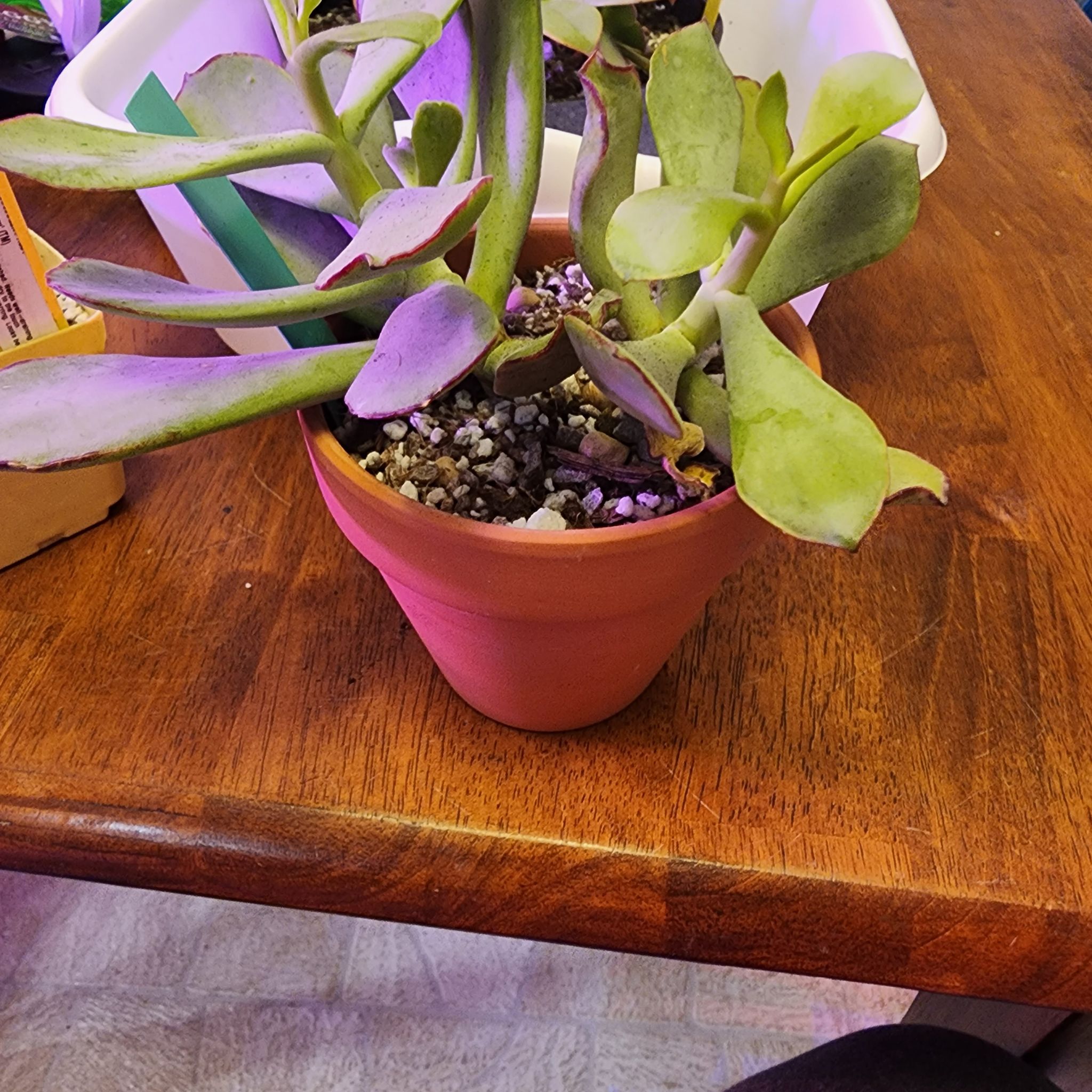 Potted Cotyledon 'Mint Truffles' succulent with visible soil on a wooden table.