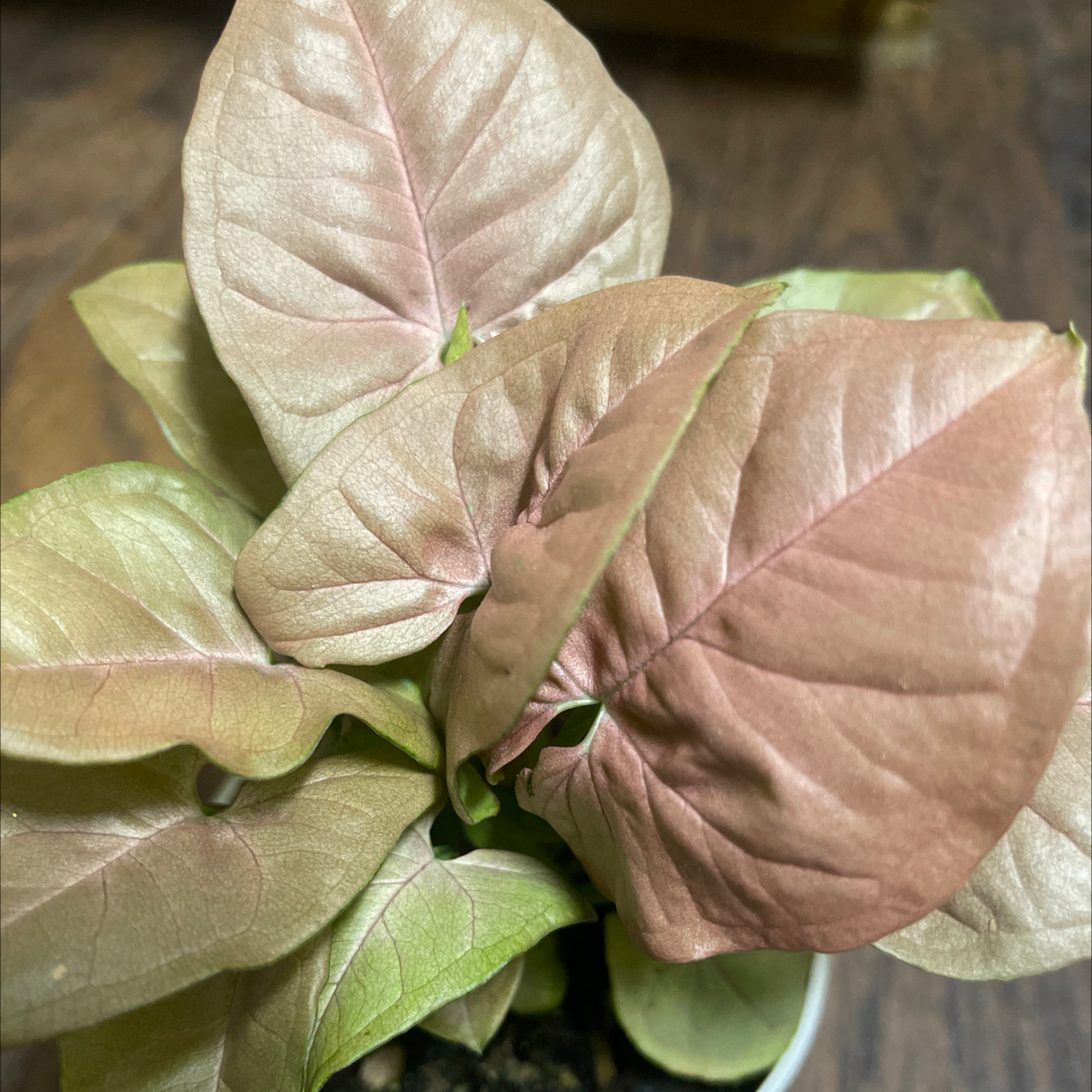 Sweet Potato Vine Fertilizer How and When to Use It