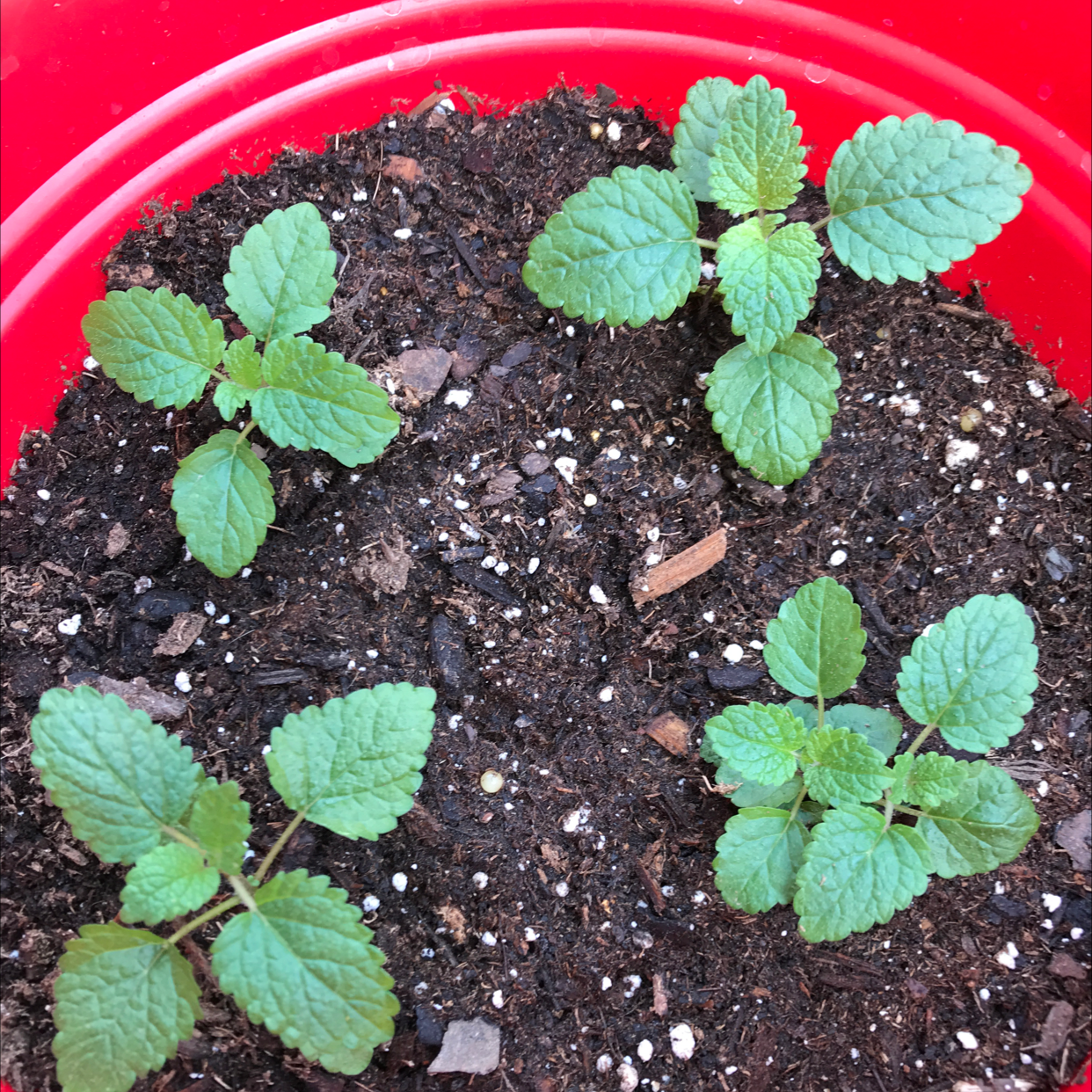 Four young Lemon Balm plants in a red pot with visible soil.