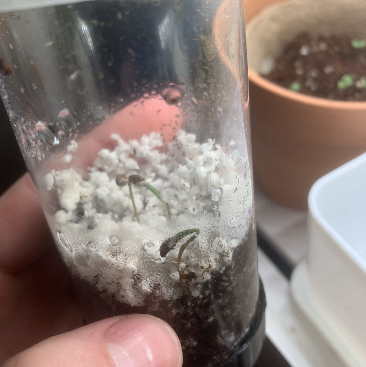Small seedling in a transparent container with white growing medium, hand holding the container.
