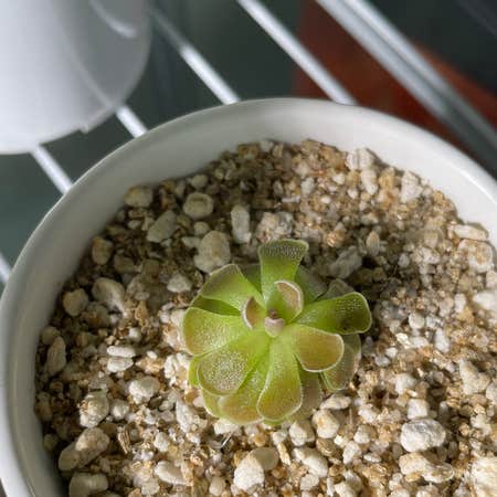 Photo of the plant species Pinguicula ehlersiae by Sasharosedarkus named Victoria on Greg, the plant care app