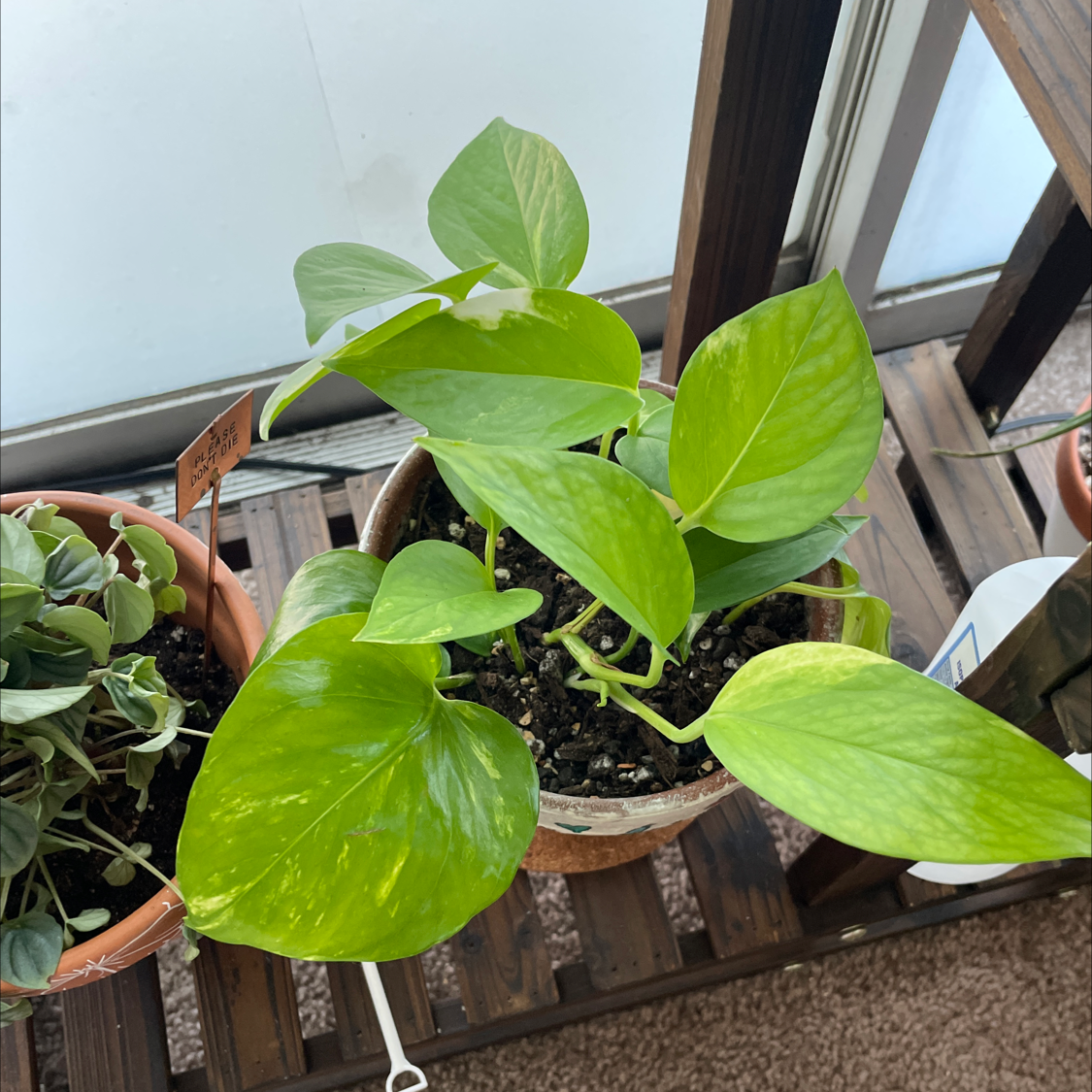 Taro Vine plant photo by @sasharosedarkus named Lucifer on Greg, the plant care app.