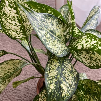 Chinese Evergreen plant in San Diego, California