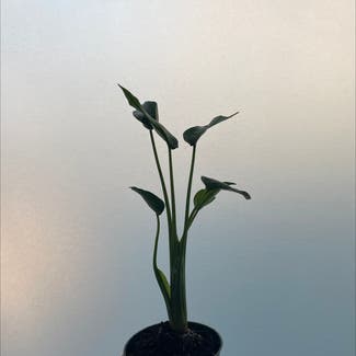 Tiny Dancer Alocasia plant in San Diego, California