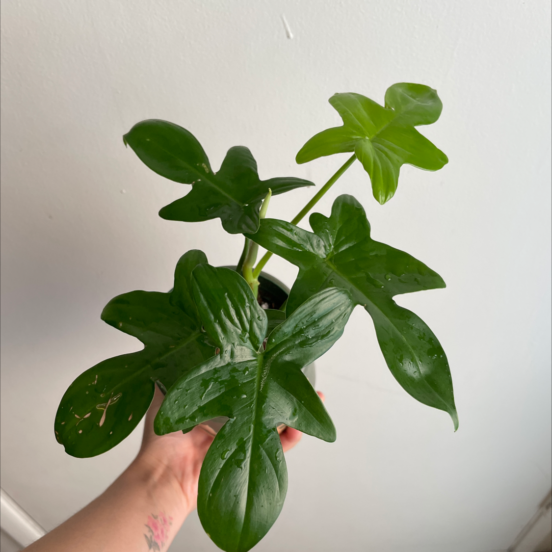 Philodendron Pedatum plant with healthy green leaves held by a hand.