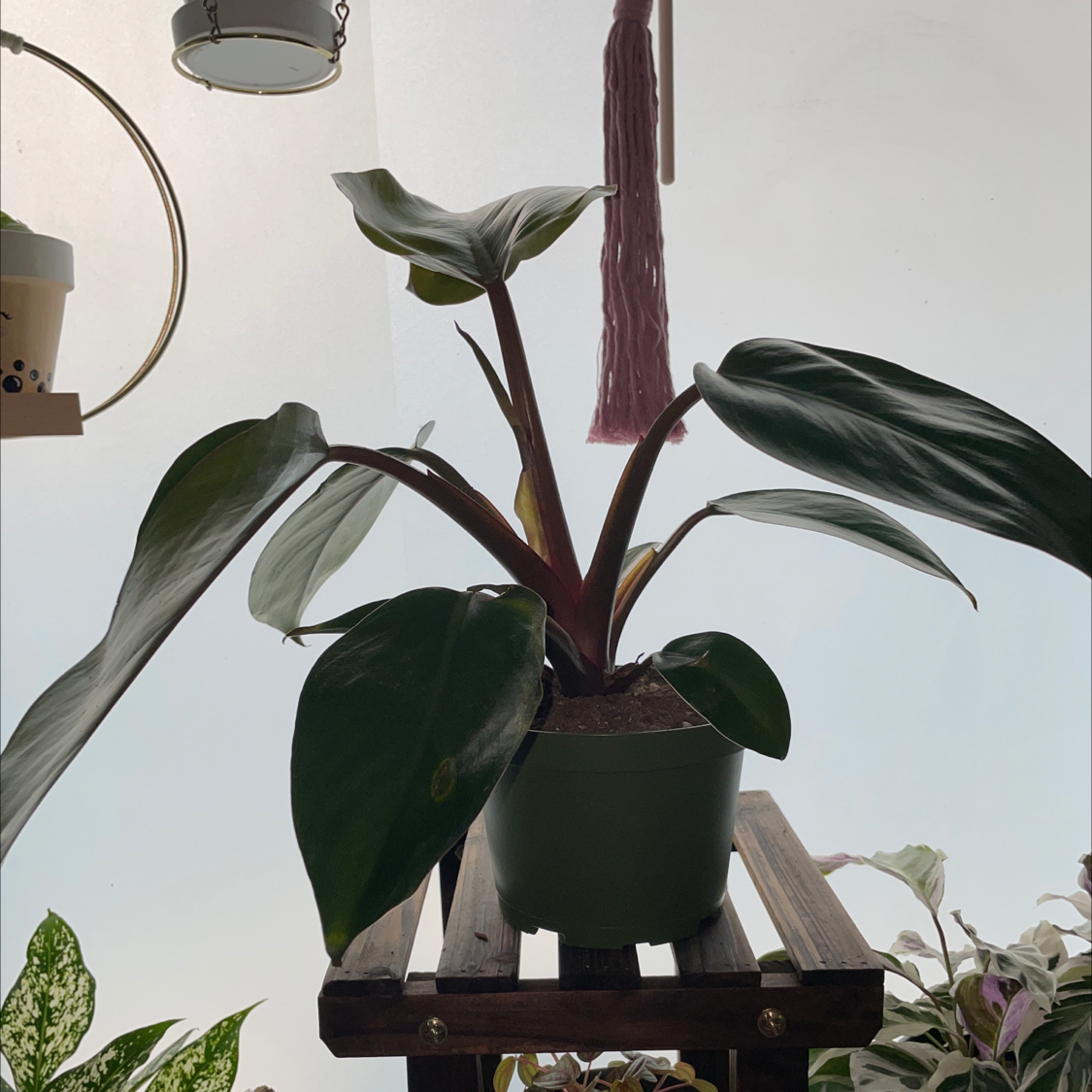 Philodendron 'Red Congo' plant in a pot on a wooden stand with other plants and decor in the background.