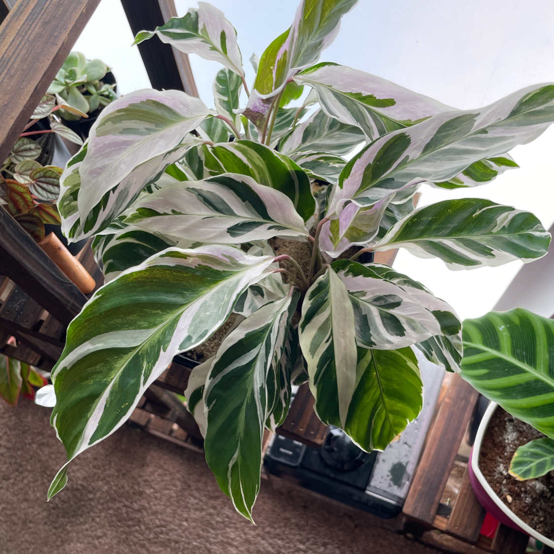 Calathea 'White Fusion' plant with variegated white and green leaves, well-framed and in focus.