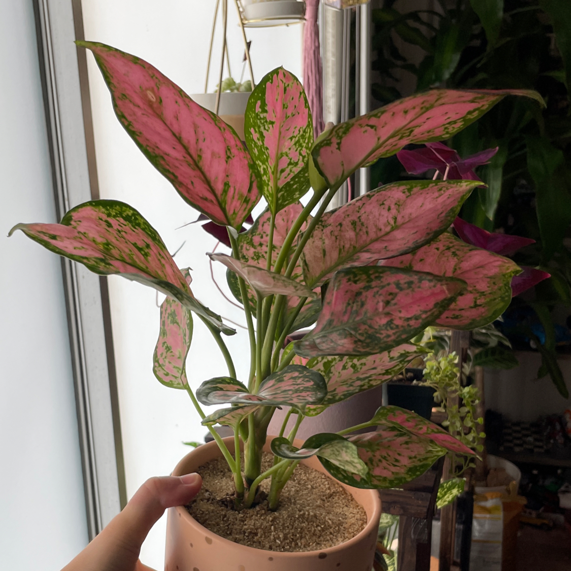 Photo of the plant species Chinese Evergreen Valentine by @sasharosedarkus named Evelyn on Greg, the plant care app