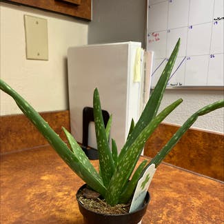 Aloe Vera plant in Hillsboro, Oregon